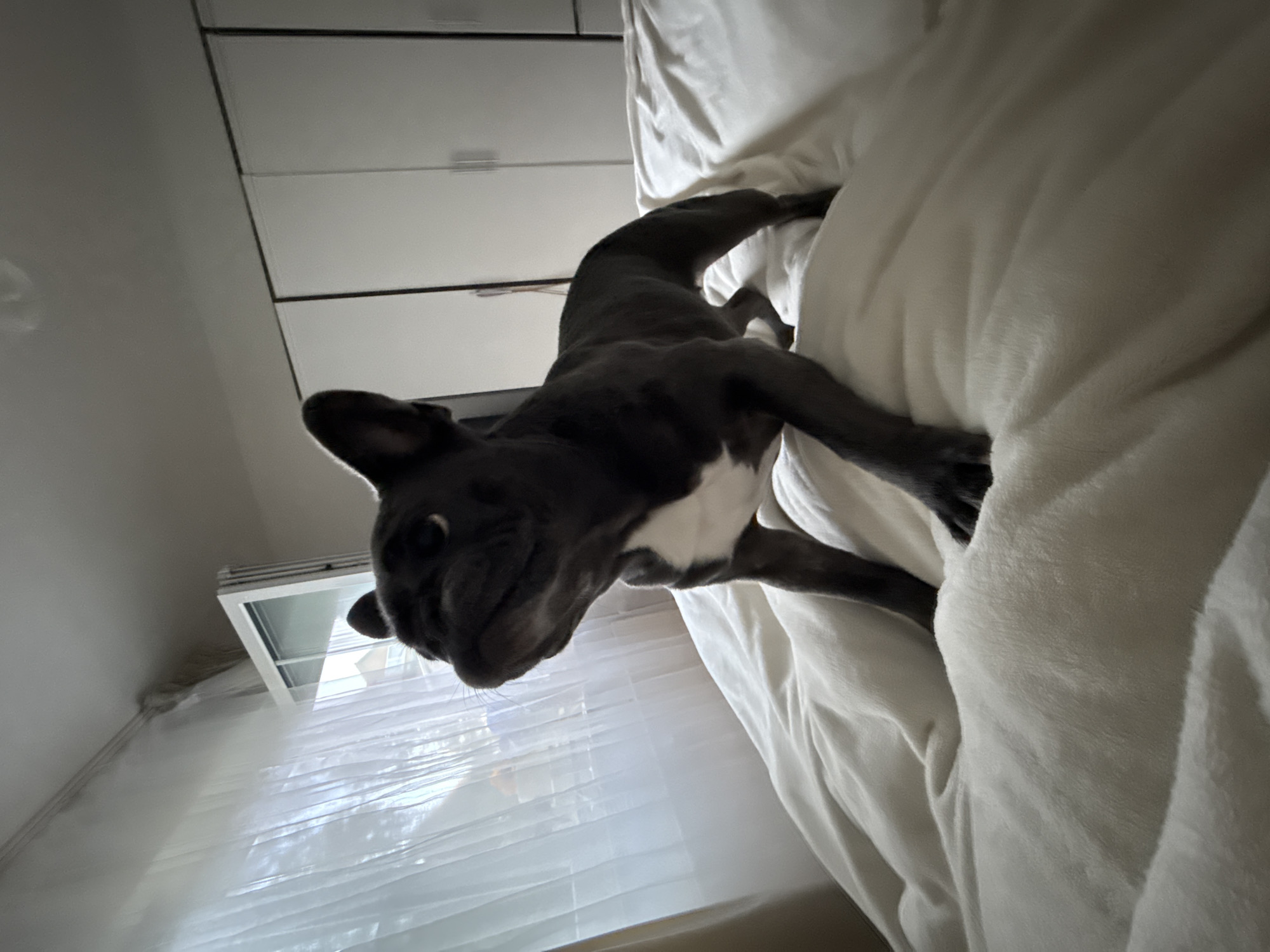 A dark gray French bulldog stands alert on a white, plush blanket. The dog's head is turned upwards and to the left, with its ears perked. The background consists of a window with sheer white curtains to the left, and two large white closet doors to the right. The lighting appears to be natural, coming from the window. The scene is set indoors, likely in a bedroom. This image is not locatable in the city of Bad Sachsa, Germany.