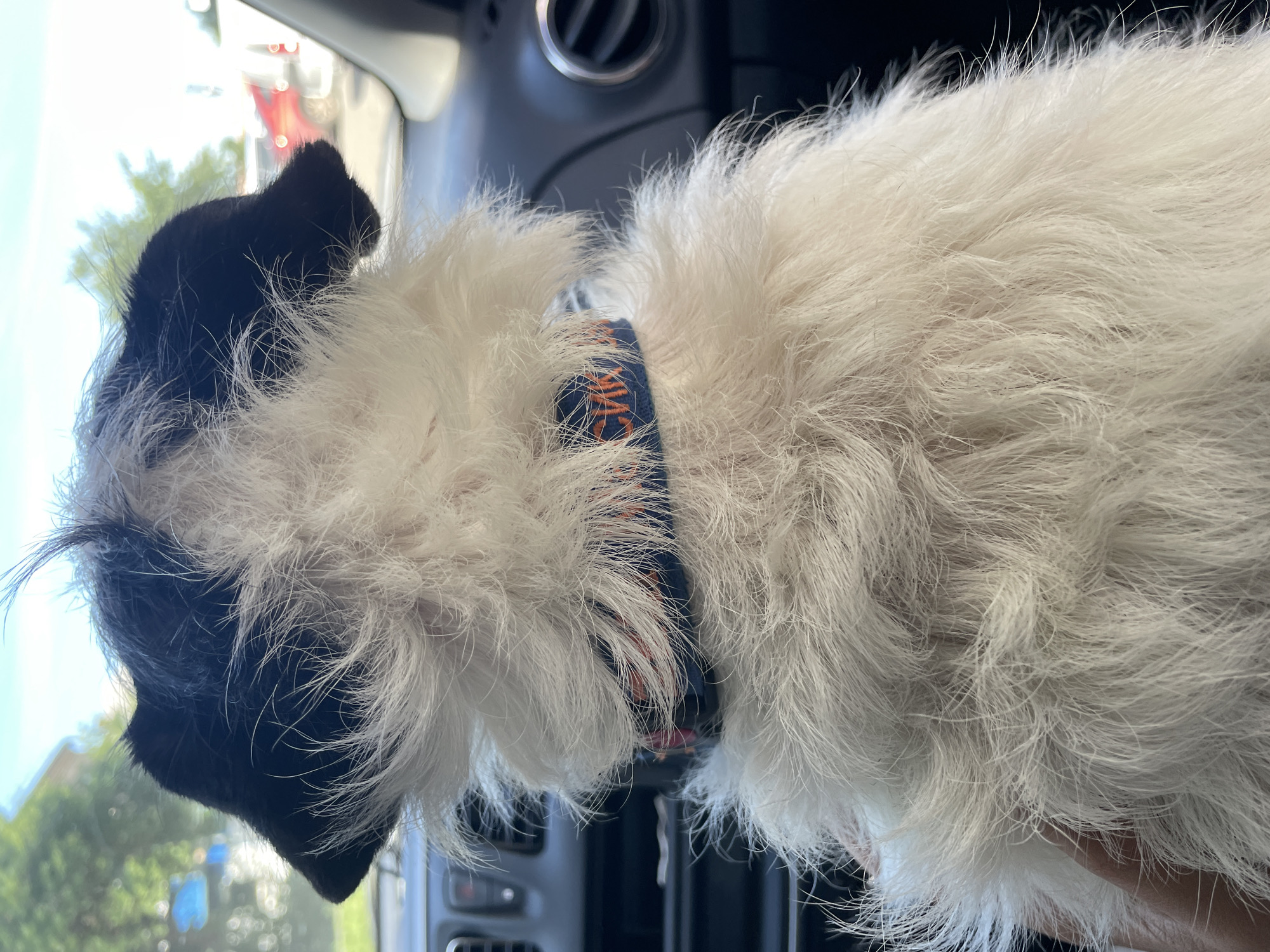 A close-up, rear-facing shot captures a fluffy, black-and-white dog sitting in the passenger seat of a car. The dog's fur is a mix of white and black, with black fur covering its ears and the top of its head. It wears a blue collar with orange lettering, which appears to spell out "CUBS". The dog's back is mostly visible, with some of its white fur appearing to be held by a human hand in the lower left corner of the frame. The interior of the car is visible behind the dog, including a dark dashboard with a circular air vent. Outside the car, blurred trees and vehicles suggest an outdoor setting, possibly in a suburban area. The lighting suggests it is daytime, with sunlight filtering through the windows.