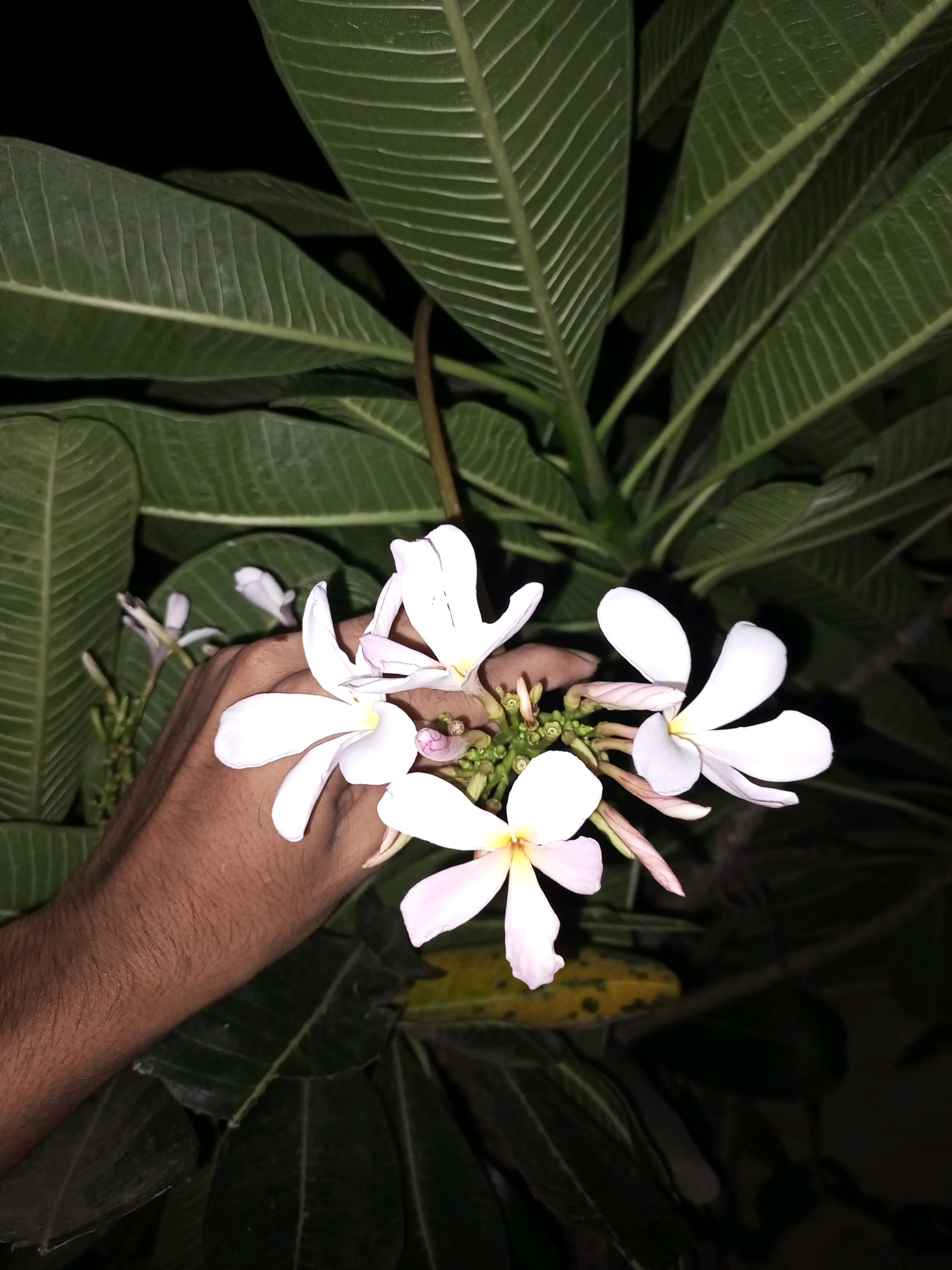 In Pakpattan, Pakistan, a close-up shot captures a hand gently holding a cluster of delicate white and pink flowers against a backdrop of lush green leaves. The lighting suggests it is nighttime, with the dark surroundings contrasting sharply with the illuminated flowers and a portion of the hand. The leaves are large and elongated with prominent veins, indicative of a tropical or subtropical plant. The scene appears to be in a garden or natural setting within the city.
