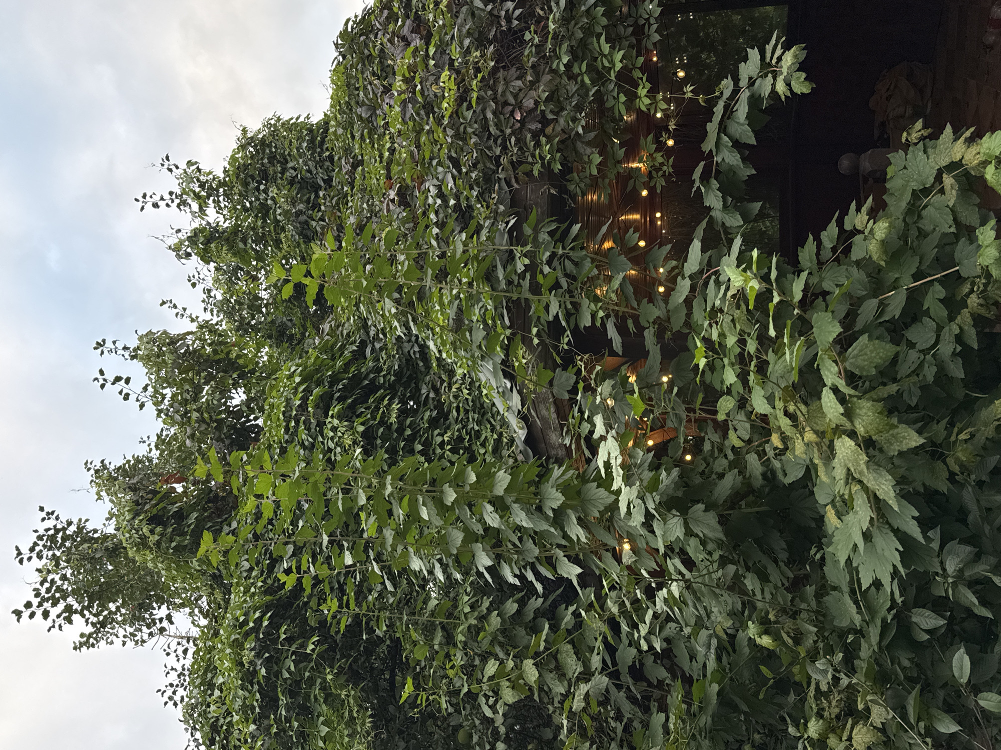 The image depicts a dense canopy of green foliage, predominantly ivy and other vines, covering a structure that appears to be a covered patio or gazebo. String lights with warm, yellow bulbs are visible strung across the ceiling of the structure, casting a soft glow. The foliage is so thick that it obscures much of the underlying architecture, creating an overgrown and naturalistic aesthetic. In the lower right portion of the image, a dark, shadowed area suggests the continuation of the outdoor space, with a hint of what might be outdoor furniture or decorative elements. The sky above is overcast, with soft grey clouds. The scene is likely an outdoor setting in Khliupino, Russia, suggesting a quaint or rustic ambiance, perhaps a garden or a backyard retreat. There are no people visible in the image.