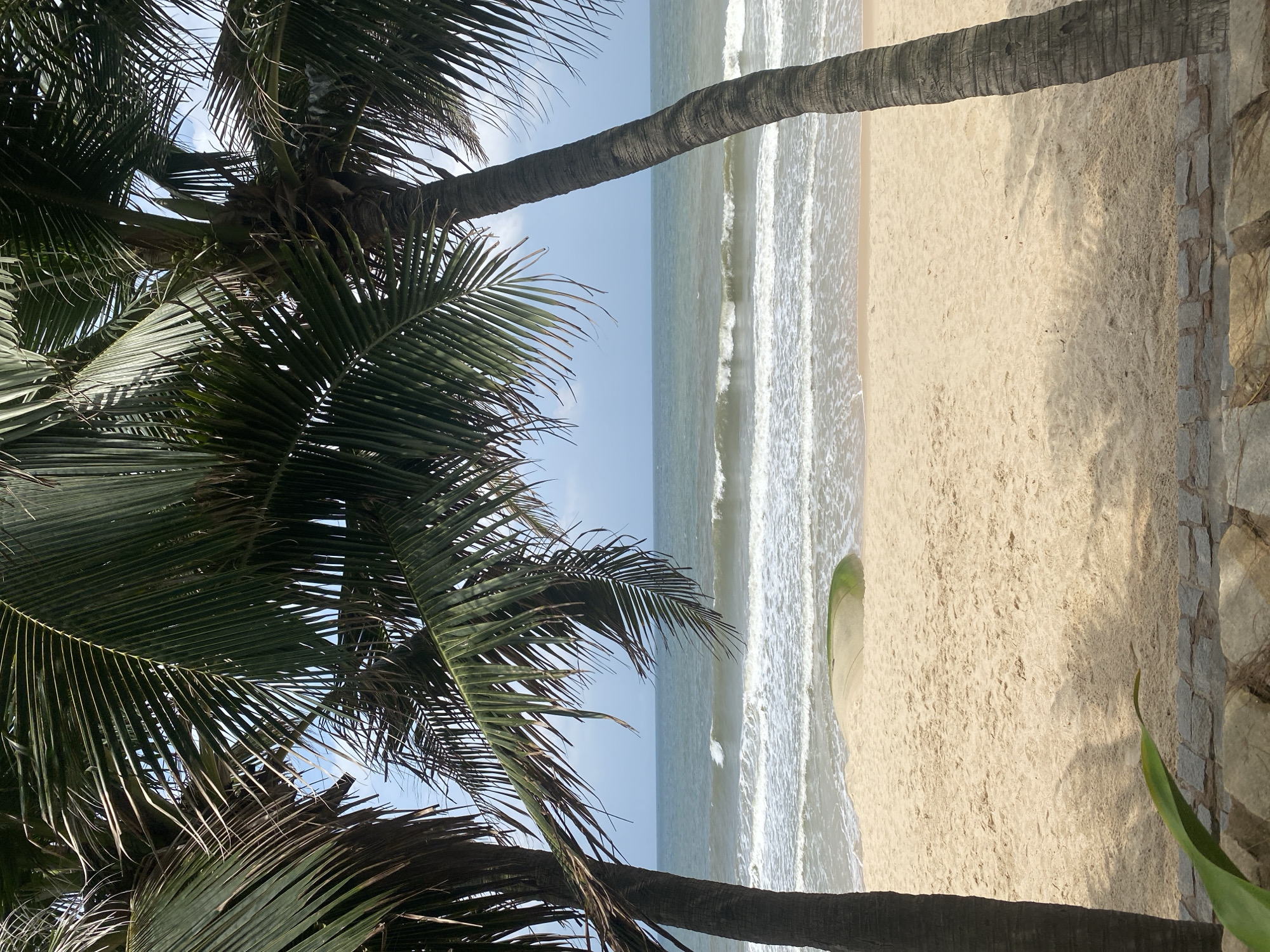 The image depicts a serene beach scene with two prominent palm trees framing the view of the ocean. The sand on the beach is light brown and appears undisturbed. Gentle waves are seen breaking on the shore, creating white foam. In the distance, the ocean stretches to the horizon under a cloudy sky. A large, rounded object, possibly a rock or a piece of debris covered in green algae, is partially submerged in the sand near the water's edge. The foreground shows a stone-lined border, suggesting a pathway or seating area. The overall atmosphere is tranquil and natural, indicative of a tropical coastal environment. This view is consistent with many locations along the coastline of Mũi Né, Vietnam, known for its sandy beaches and palm-fringed shores.