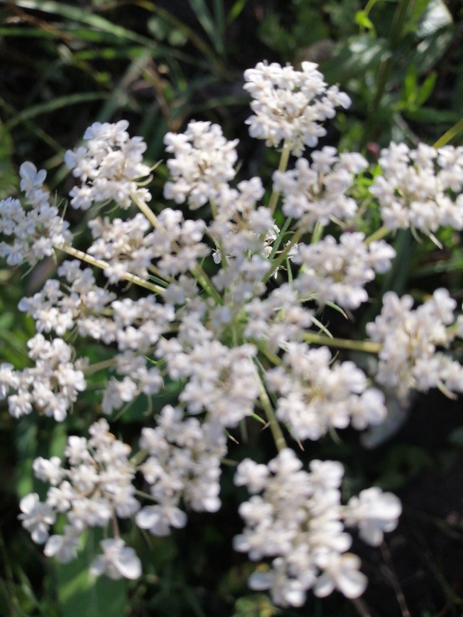 In Mali Kuskivtsi, Ukraine, a cluster of small white flowers, likely a species of Queen Anne's Lace or a similar wildflower, is captured in a close-up, soft-focus shot. The flowers are arranged in delicate umbels, with many tiny petals forming intricate patterns. The background is a blur of green foliage and dark shadows, suggesting an outdoor setting in a natural or uncultivated area. The lighting appears to be natural sunlight, casting gentle highlights on the petals and creating a soft, ethereal glow. There are no people or animals visible in the image. The focus is entirely on the floral subject, emphasizing its delicate beauty and intricate structure.