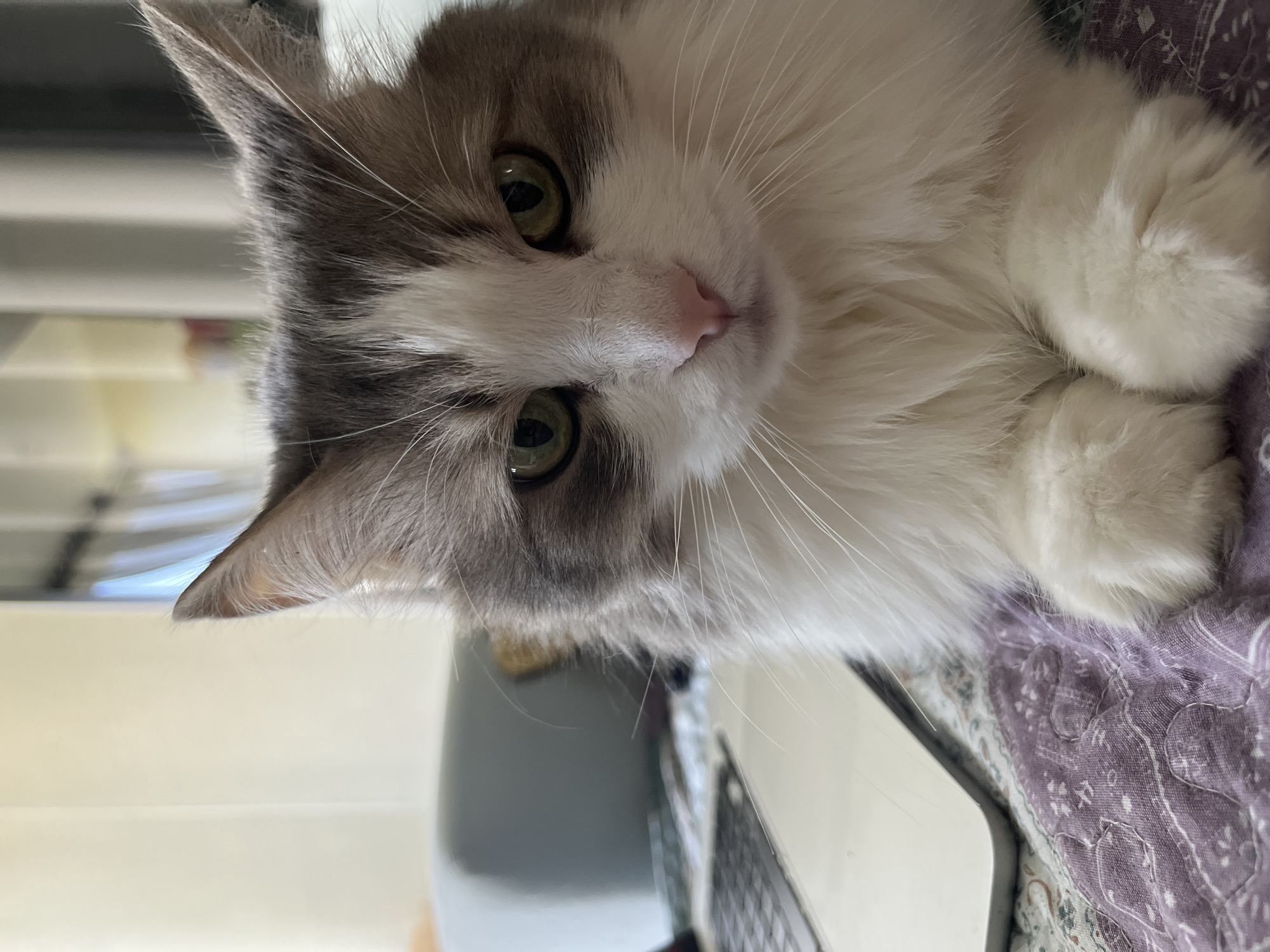 The image is a close-up of a fluffy, long-haired cat with a predominantly white coat and patches of gray on its head and ears. The cat has green eyes and a pink nose, and it is lying on a surface covered with a patterned purple fabric. The background is blurry, but it appears to include a white wall or object and a gray object, possibly part of a chair or table. The overall perspective is angled, making it seem as if the cat is looking down at the viewer. There is no indication of the location being Ulyanovsk, Russia.