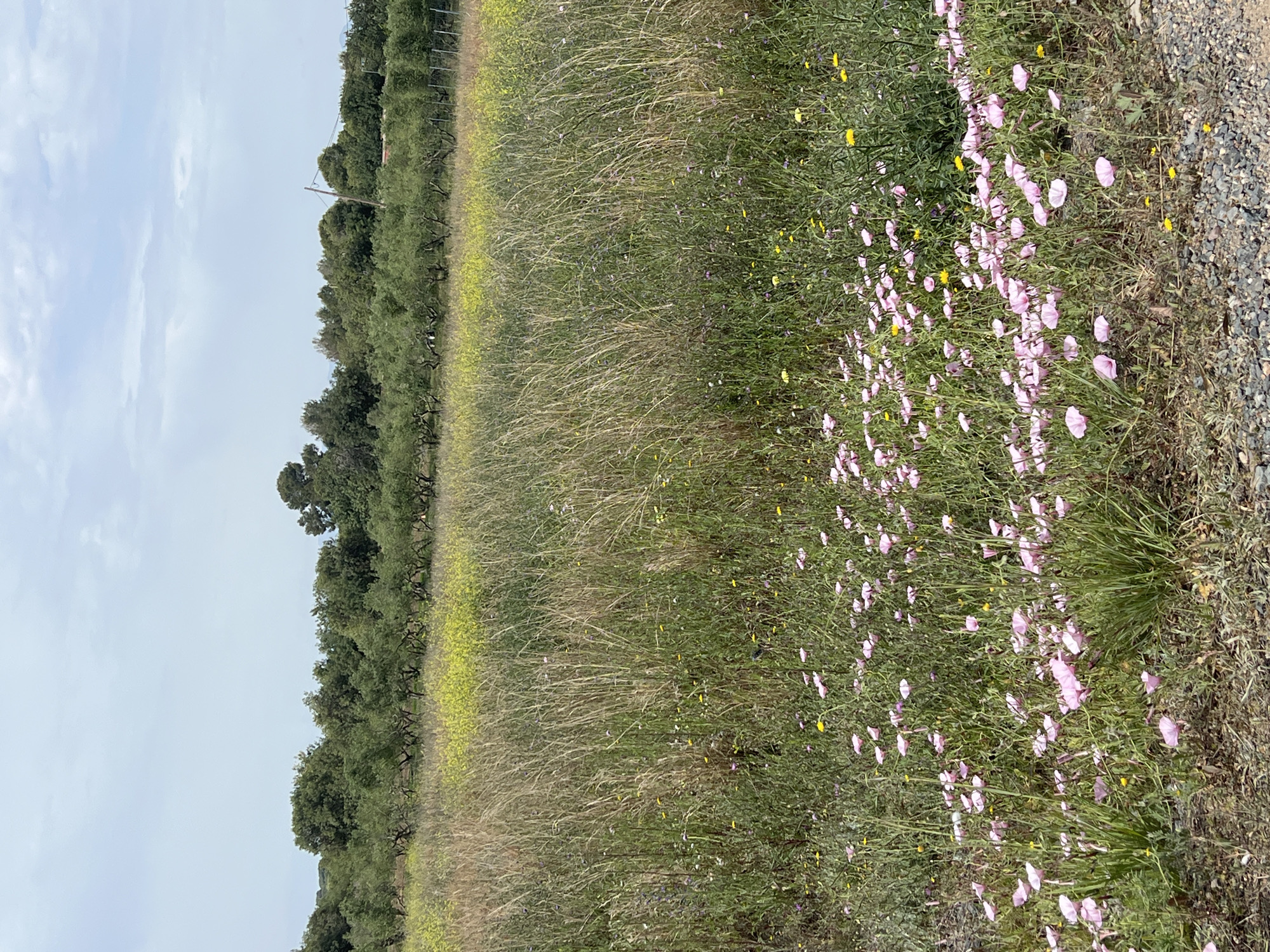 The image captures a serene, natural landscape under a bright, partly cloudy sky. The scene is dominated by a wide field of varied vegetation.
In the foreground, on the right side, there is a section of a gravel path or dirt road. Adjacent to this path, the ground is covered with lush green foliage, interspersed with a dense cluster of light pink, trumpet-shaped wildflowers. Smaller, bright yellow wildflowers are scattered throughout this area as well.
Moving towards the left and center of the frame, the landscape opens into a larger expanse of field. This area features tall, light-brown and green grasses, suggesting a mix of dry and fresh growth, along with more yellow and hints of purple wildflowers.
A distinct line of mature, dark green trees forms the background, appearing to be an orchard or cultivated grove due to their somewhat regular spacing and uniformity, particularly visible in the crops. The tree line separates the field from the pale blue, overcast sky, which features soft, diffused clouds.
The lighting indicates it is daytime. There is no visible human activity or text. The overall setting suggests a rural or agricultural environment, consistent with areas in Vila-seca, Spain.