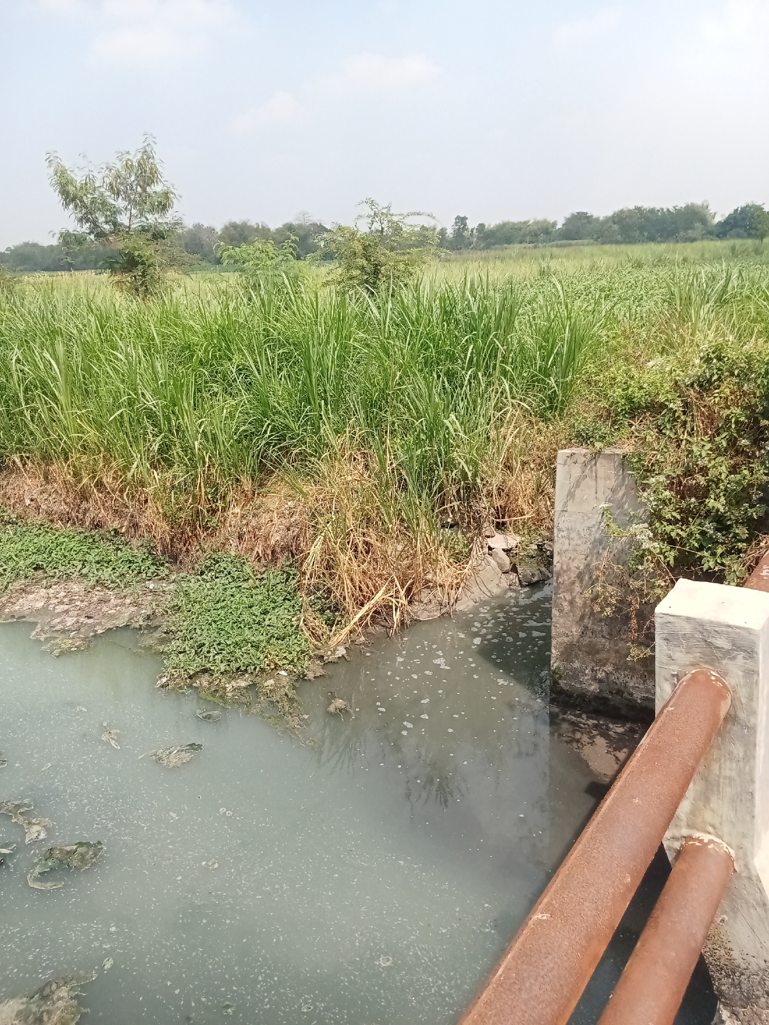 The image captures a murky, grey body of water flowing past a concrete structure. The water is discolored and appears stagnant, with some debris floating on the surface. On the right side of the frame, a concrete pillar and two large, rusty pipes are visible, suggesting some form of industrial or infrastructure presence. The water flows out from a culvert or channel. Beyond the water's edge, dense green vegetation, including tall grasses and bushes, grows luxuriantly. In the background, a wide expanse of fields stretches towards a line of trees under a hazy sky. The scene suggests an outdoor environment, possibly in a rural or semi-rural area near Ngumpul, Indonesia, where water management or discharge infrastructure is present alongside agricultural land.