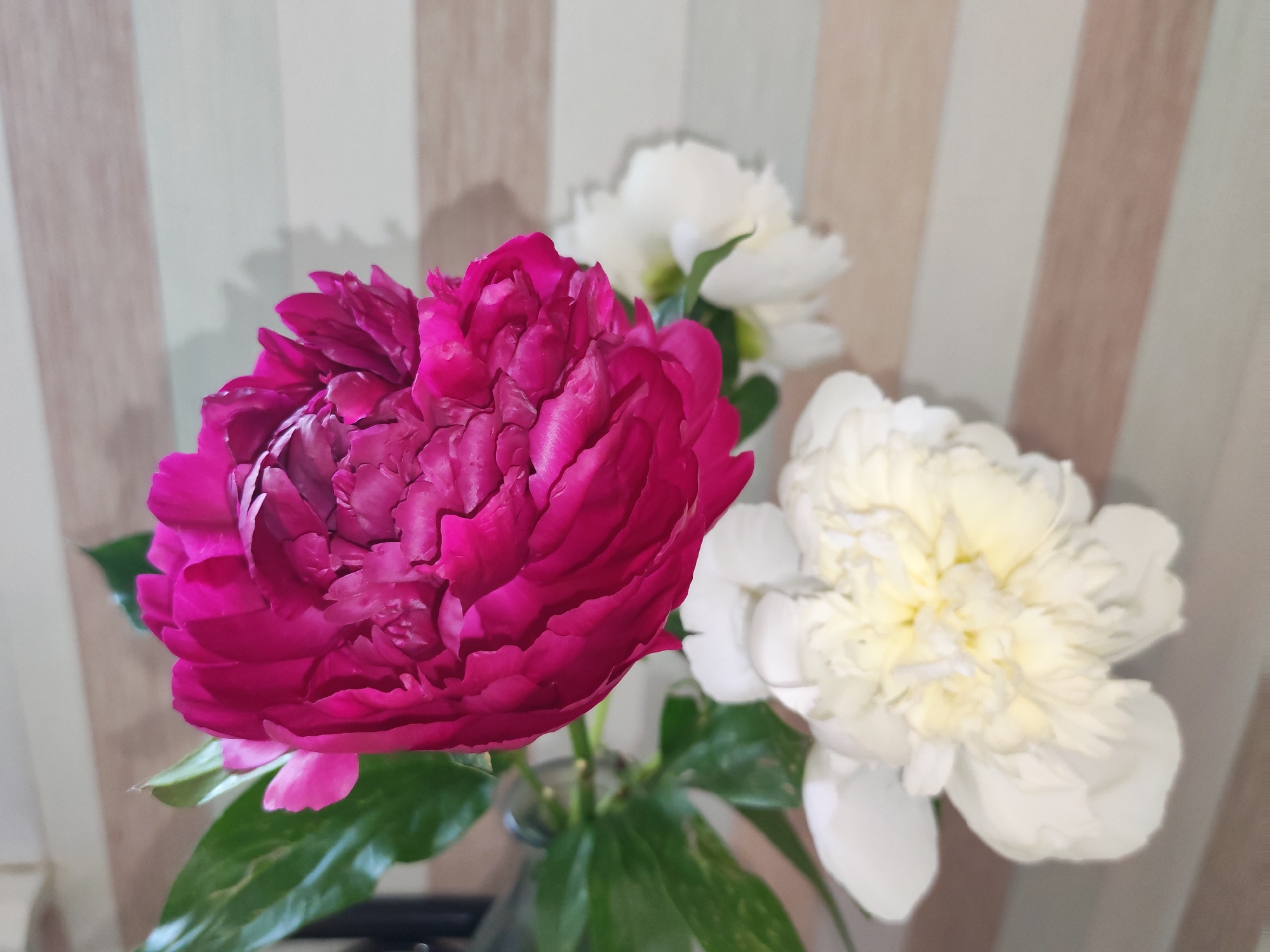 A close-up, eye-level shot showcases three peonies in a vase against a backdrop of striped wallpaper. The dominant flower is a large, deep pink peony in the foreground, its petals tightly packed and ruffled. To its right, a white peony with creamy yellow undertones is visible, also with abundant, layered petals. Behind these, another white peony is partially obscured. The vase itself, made of clear glass, is visible at the bottom, along with lush green leaves. The striped wallpaper features alternating bands of light beige and off-white, creating a subtle pattern. The lighting is soft, casting gentle shadows on the wall behind the flowers. The image was captured indoors, likely in a residential setting in Izhevsk, Russia, based on the provided information, though the specific location within the city is not depicted.