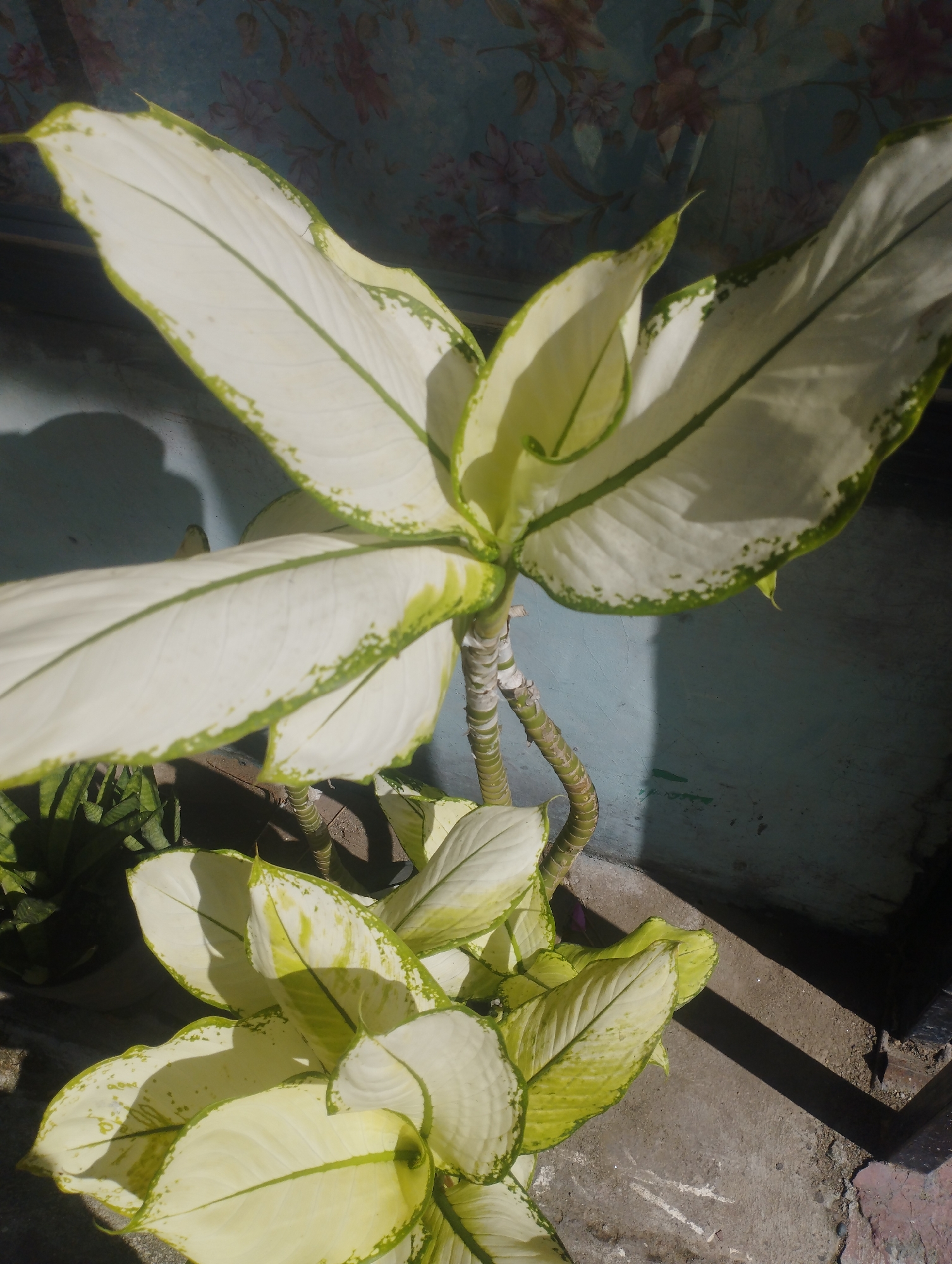 The image shows a Dieffenbachia plant in a pot. The leaves are predominantly white with green edges and veins. The stems are segmented and pale green. The plant is located on a concrete surface. Behind the plant, there's a wall with a patterned wallpaper visible in the upper part. The specific location in Lhokseumawe, Indonesia, cannot be determined from the image alone.