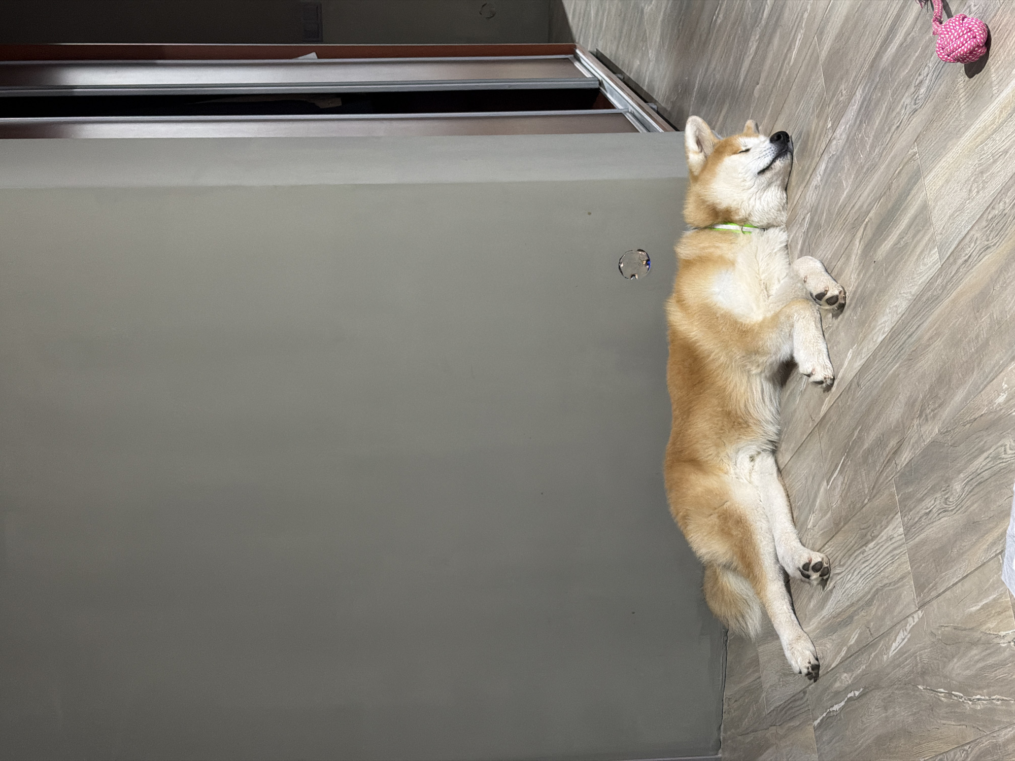 An Akita dog is sleeping on a wooden floor in what appears to be an apartment in Chaikovsky, Russia. The dog is lying on its side, with its head resting on the floor. Sunlight is streaming in from the right, illuminating the dog and the floor. A toy is visible on the floor to the right of the dog. A closet with sliding doors is visible in the background. The wall to the left is a plain gray color. There are a few small, circular reflections on the wall to the left of the dog, possibly from bubbles.