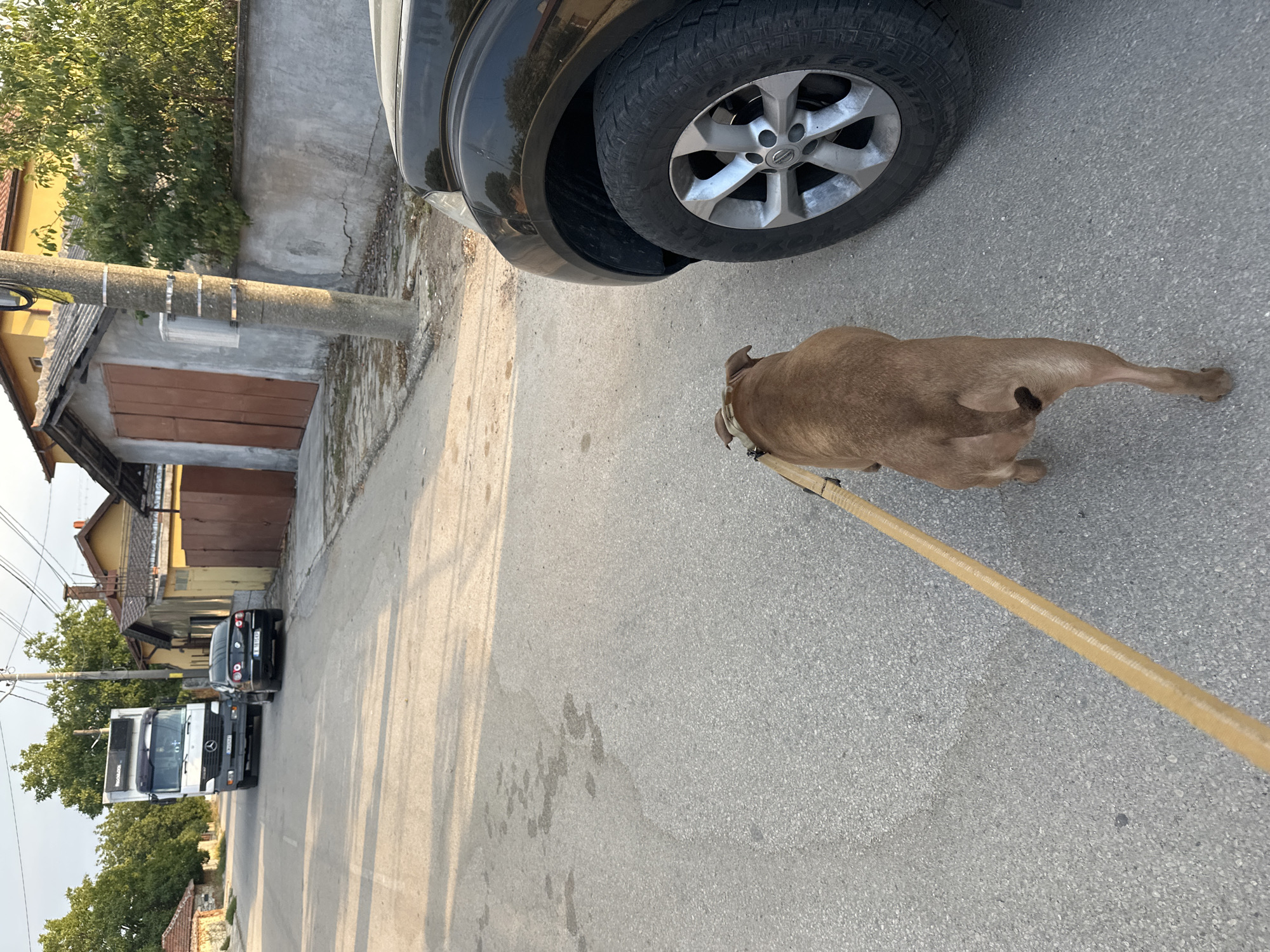 In Malevo, Bulgaria, a brown dog is being walked on a beige leash down a paved street. The dog is positioned in the foreground, facing away from the camera and towards the left. Beside the dog and to its right is the front tire and fender of a dark-colored SUV. Further down the street, parked on the right side, is a black sedan. Beyond the sedan, a white truck is parked on the left side of the road. The background shows residential buildings with various roof types, some with red tiles and others with gray. A concrete utility pole with attached metal bands stands on the right side of the street, near a grey concrete wall. Trees and vegetation are visible in the distance, and the ground is a mixture of asphalt and what appears to be dry dirt and leaves. The lighting suggests it is either early morning or late afternoon, with long shadows cast across the street.