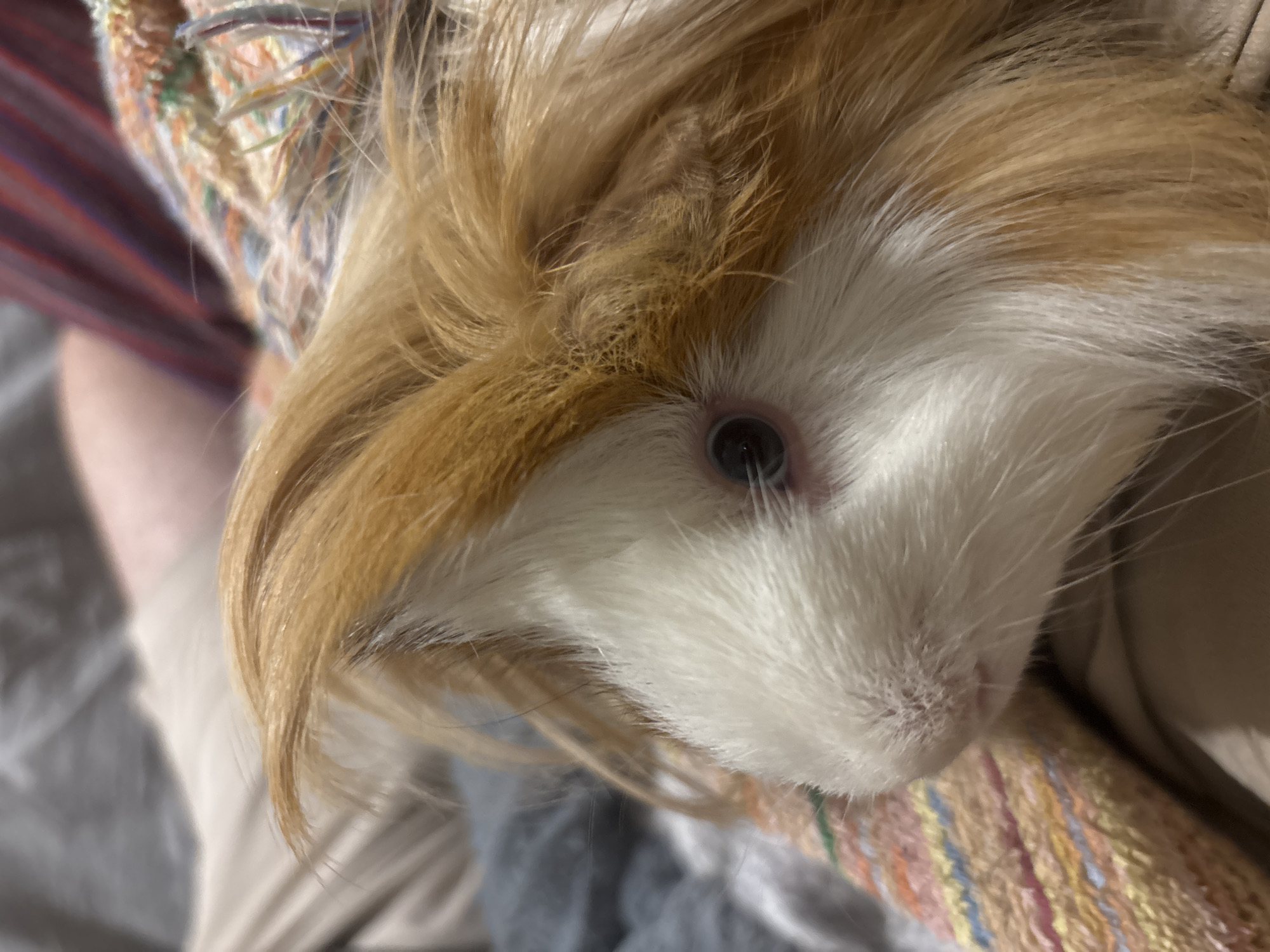 A close-up photograph shows a guinea pig with predominantly white fur on its face and light brown fur on the head. The animal's eye, dark and glossy, is visible. The guinea pig is resting on a striped, multi-colored blanket. The background includes a glimpse of a beige-colored surface. The photograph was likely taken indoors under ambient lighting. The location in the city of Puebla, Mexico is impossible to determine with only this image.