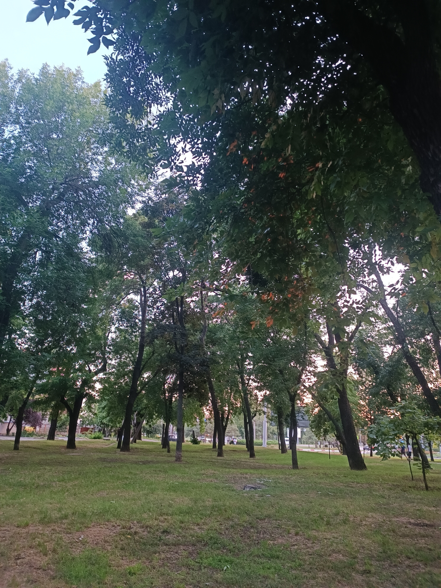 The image depicts a park in Zaporizhzhia, Ukraine, featuring a lawn with scattered trees. The grass is mostly green, with some patches of dry, brown grass. The trees are varied in size and density, with a clear sky visible through their branches. In the background, there are buildings and a street with a few people walking, suggesting an urban park setting. The lighting indicates it is either early morning or late afternoon.