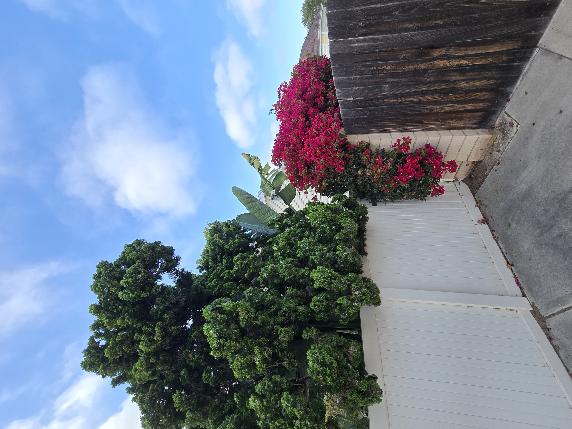 This is a medium-shot, eye-level, outdoor photograph taken in Encinitas, California, USA. The image features a corner formed by a white vinyl fence on the left and a dark wooden fence on the right. The white fence stretches horizontally across the lower left of the frame, with its vertical planks clearly visible. Behind the white fence, a large, dense green tree with a rounded canopy dominates the left side of the image, reaching towards the sky. Behind this tree and to its right, several large, green leaves of a tropical plant, possibly a banana tree, are visible.
On the right side of the image, a vibrant bush covered in bright pink bougainvillea flowers spills over a brick pillar that separates the white and wooden fences. The bougainvillea is a focal point, with its intense color contrasting sharply with the surrounding greenery and fences. The wooden fence to the right is made of vertical planks of varying shades of brown, some appearing weathered and aged.
Above the fences and foliage, a bright blue sky is visible, dotted with fluffy white clouds. The light suggests it is daytime, likely late morning or afternoon, given the brightness of the sky and the shadows cast. The ground in the foreground appears to be a concrete walkway or patio, with a few scattered pink bougainvillea petals on its surface. The overall scene conveys a sense of a well-maintained backyard or garden space, showcasing a mix of lush greenery, colorful flowers, and contrasting fence materials.