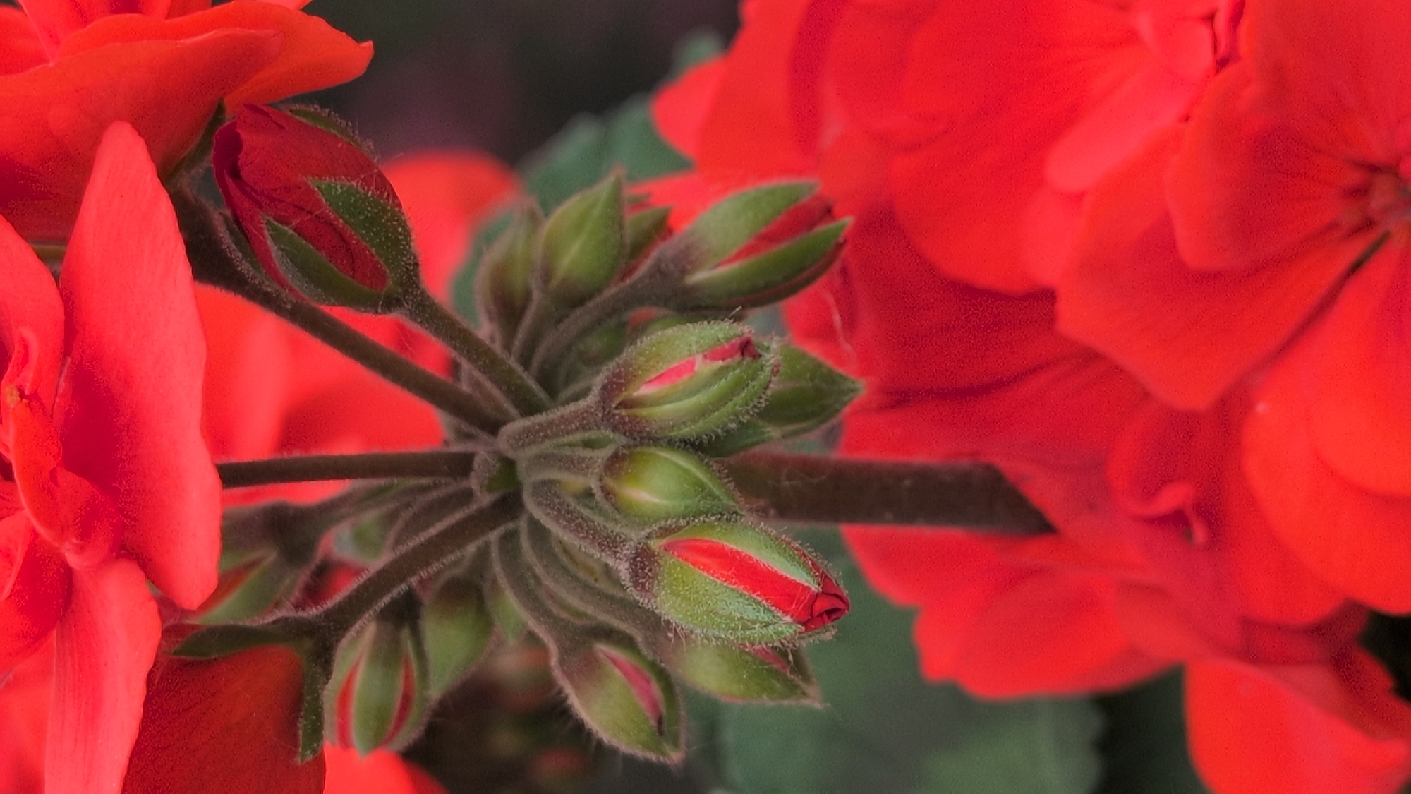 The image shows a close-up view of a cluster of red geranium buds, some of which are partially open, revealing hints of red petals. The buds are green and fuzzy, with visible sepals. They are attached to a central stem, which is also covered in fine hairs. The background is a blur of red petals and green foliage, suggesting the presence of fully bloomed geranium flowers. The focus is sharp on the buds in the foreground, while the rest of the image is softly out of focus. There are no people or animals present. The lighting is soft and diffused, highlighting the textures and colors of the flowers. There is no information available about the location of this image in Rastenberg, Germany.