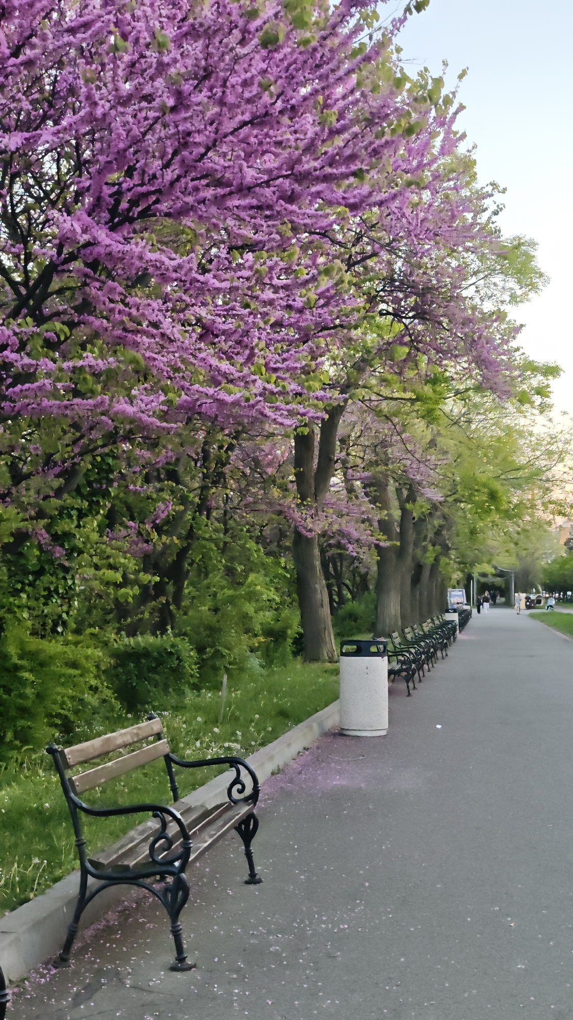 The image depicts a park scene in Burgas, Bulgaria. Along a paved path, a row of park benches is lined up, each made of wood and black metal. Next to the first bench is a white trash receptacle. A line of trees with purple blossoms overhangs the benches and path, with some petals scattered on the ground. Beyond the trees and benches is a grassy area with green foliage. In the distance, people can be seen walking along the path. The overall setting suggests a peaceful, public park environment.