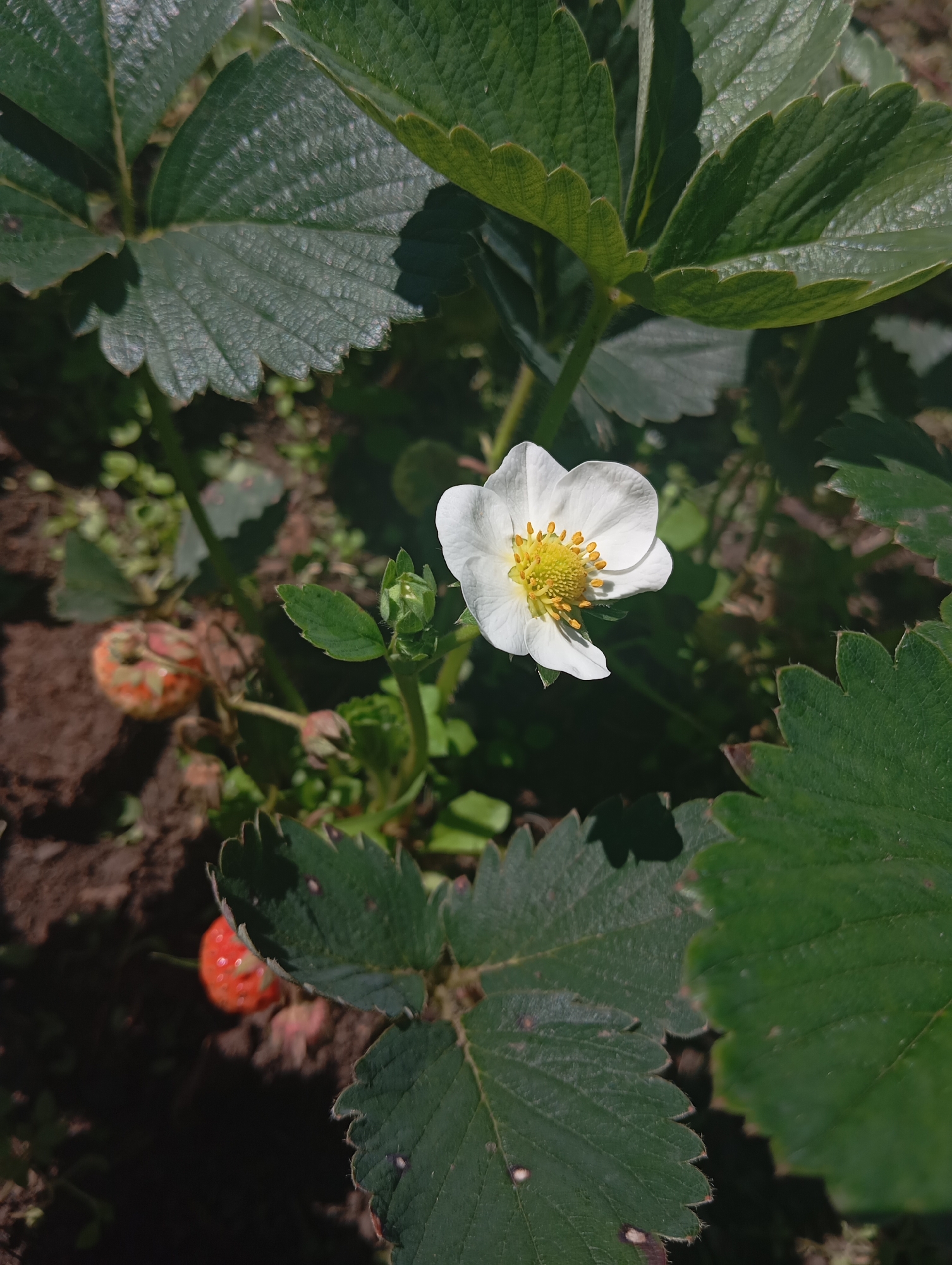 A close-up shot captures a single white strawberry blossom in full bloom, its delicate petals unfurling to reveal a vibrant yellow center. The flower is surrounded by lush, dark green strawberry leaves, some of which cast shadows across the image, creating a play of light and dark. In the background, the rich brown soil is visible, dotted with small green plants. A few partially ripe strawberries, a mix of green and red, are present, hinting at the ongoing growth cycle of the plant. The scene is natural and appears to be in a garden or outdoor setting, suggesting an agricultural or horticultural context. There are no people or animals in the image. The scene is devoid of any urban infrastructure, making it difficult to pinpoint a specific location within Orenburg, Russia, without further information.