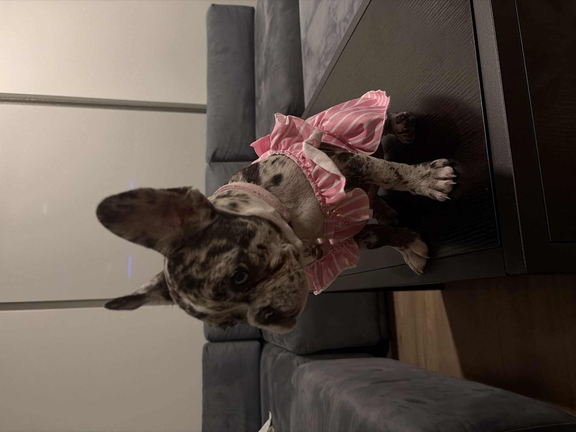 A merle French Bulldog puppy, exhibiting a mottled coat of black, grey, and white, prominent bat ears, and blue eyes, is seated upright on a dark, rectangular coffee table. The puppy wears a pink dress featuring white vertical stripes and ruffled trim, along with a pink collar fitted with a small silver bell. Its gaze is directed towards the left side of the frame. In the background, a dark grey modular sectional sofa with multiple cushions is visible against light grey walls. A section of light brown wooden flooring is present in the lower left. A tall, reflective window or glass panel occupies the right background, displaying a subtle purple light reflection. The scene is illuminated by dim indoor lighting. This scene is located in Austin, United States of America.