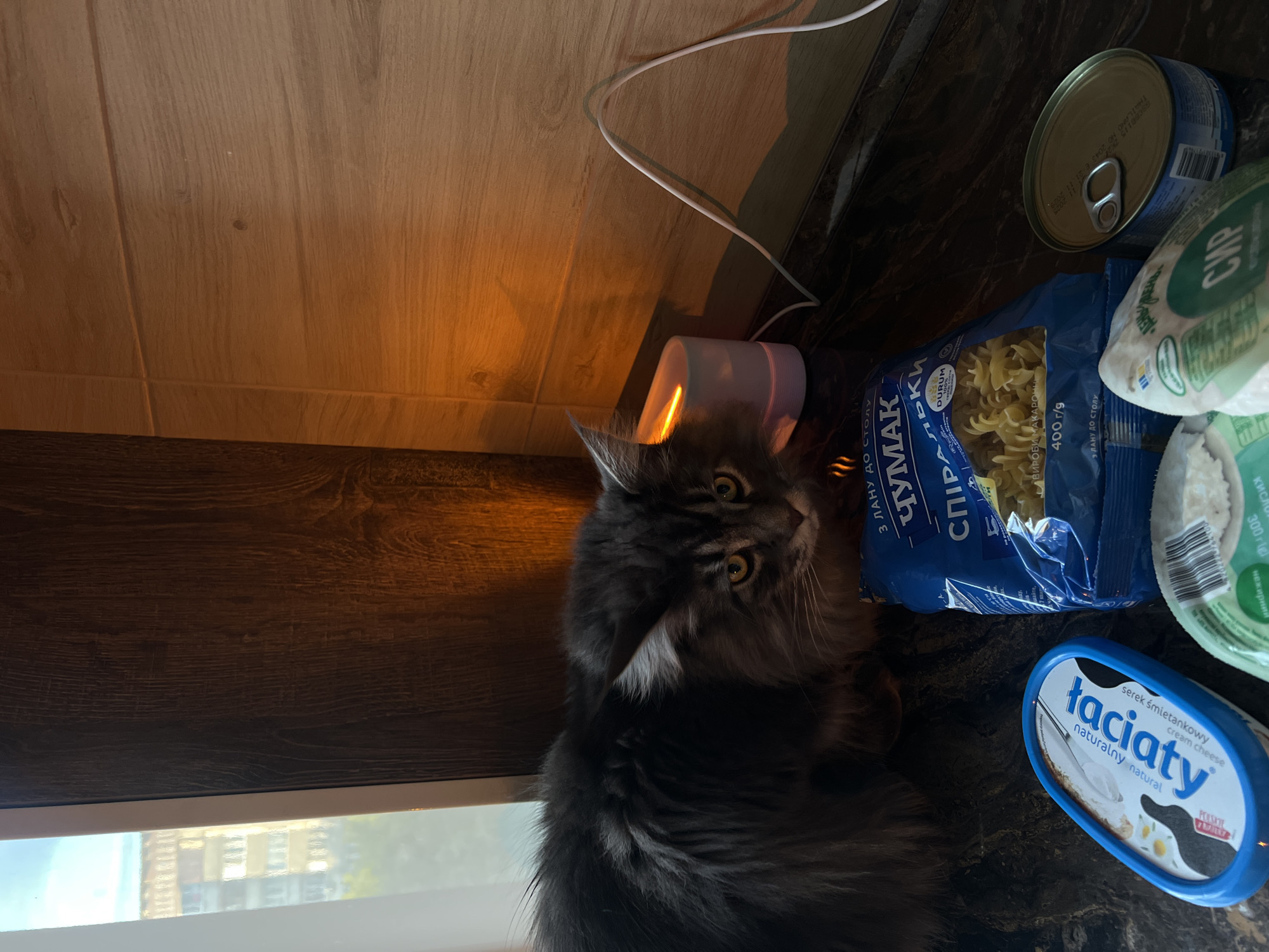 In Ternopil, Ukraine, a fluffy gray cat is positioned on a countertop. The cat is looking directly at the camera with yellow eyes. In front of the cat are several food items: a blue bag of pasta, a tub of cream cheese, and a can of food. To the right of the cat, a white electrical cord is plugged into a small, white humidifier that is emitting an orange light. The background consists of a wooden wall and a window overlooking a building.