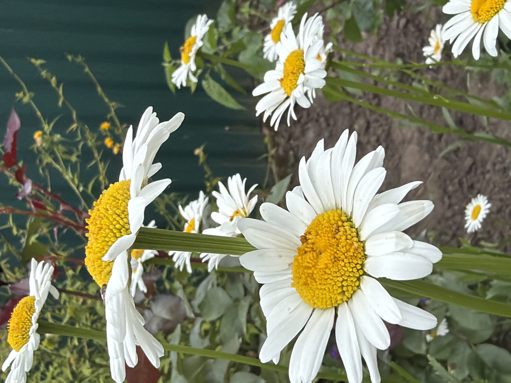 In an outdoor setting, possibly a garden, a cluster of white daisies with bright yellow centers are in full bloom. The daisies are the primary focus, with several in the foreground and others receding into the background. A shallow depth of field blurs the background, which includes green foliage and a dark green fence. A small insect, possibly a fly, is perched on the petals of one of the daisies in the mid-ground. The lighting suggests a daytime scene. The location is Unknown, Unknown.