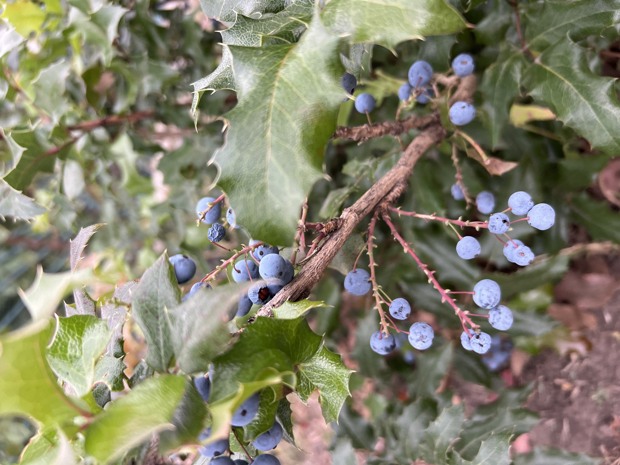 The image shows a close-up view of a Mahonia aquifolium bush, commonly known as Oregon-grape, with clusters of blue berries and spiky green leaves. The berries are small, round, and a powdery blue color, with some appearing slightly shriveled. They are attached to thin, reddish stems that branch out from a thicker, woody stem. The leaves are pinnately compound, with glossy, dark green leaflets that have sharply toothed edges. The background is blurred, suggesting a shallow depth of field, and consists of more of the same plant and a hint of brown soil at the bottom. There are no people or animals visible in the image. The scene appears to be outdoors, possibly in a garden or natural setting. The mention of Fontanka, Ukraine, is a specific location that cannot be visually confirmed from the image alone.