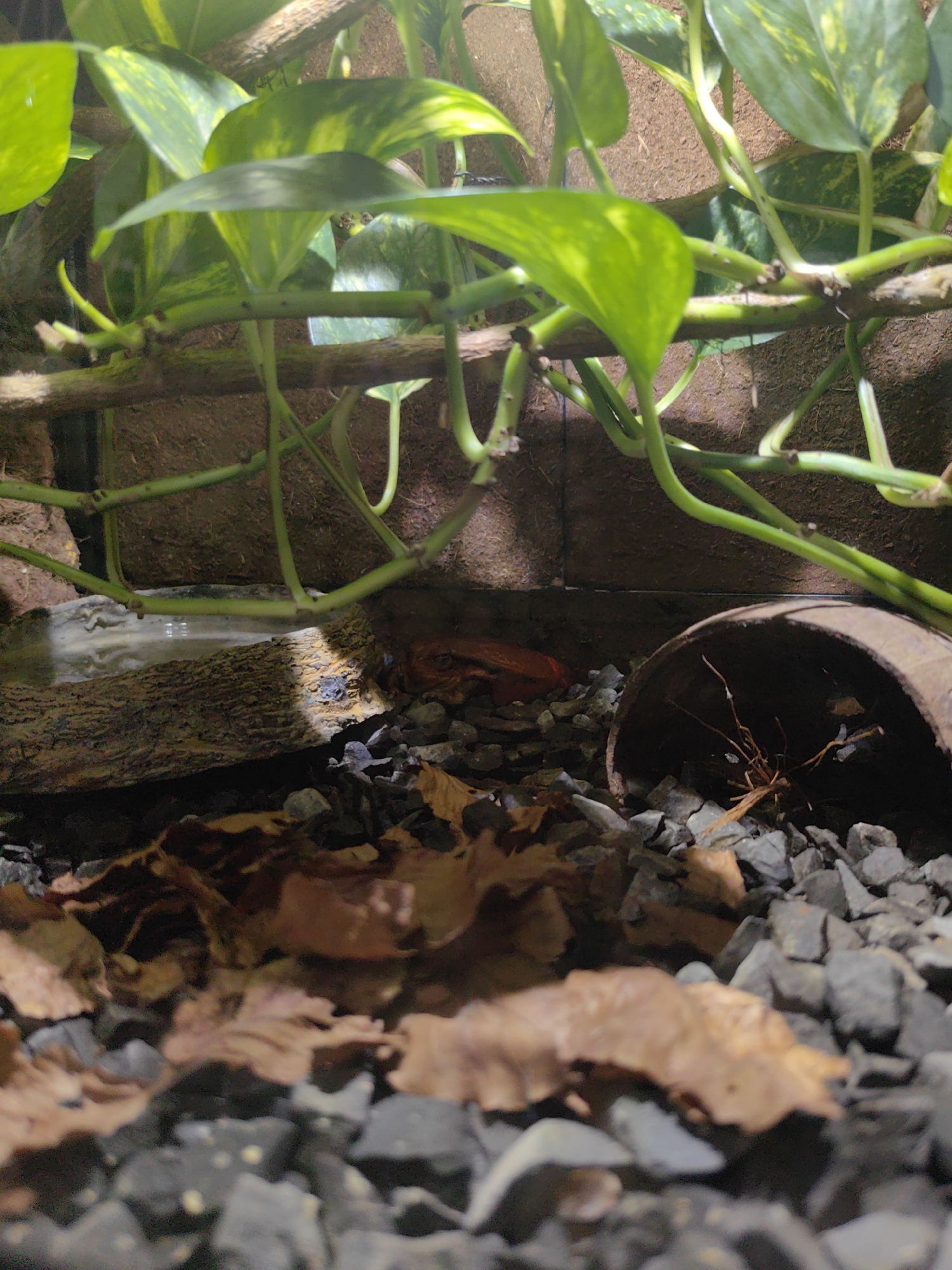 The image depicts a vivarium or terrarium, a controlled environment for housing animals, plants, or both. The scene is dominated by lush green vines with large, heart-shaped leaves, trailing across the top and sides of the frame. These vines are supported by thin, brown branches.
In the background, the enclosure's walls appear to be made of a rough, brown material, possibly soil or a naturalistic substrate. A small pool of water is visible on the left, with a textured, brownish log or rock formation bordering it.
The foreground of the enclosure is covered with a layer of dark gray gravel, interspersed with several dried, brown leaves. Among the gravel, on the right side of the image, is a rusty, half-pipe shaped object, possibly a piece of decoration or shelter.
A small, bright orange creature, likely a frog or a similar amphibian, is partially visible in the middle ground, near the log. It appears to be resting or hiding amongst the substrate. The lighting suggests an indoor setting, possibly with artificial lighting simulating daylight, as there are no clear indicators of natural light or weather. The overall impression is one of a miniature, contained ecosystem designed to mimic a natural habitat. There is no visible text in the image.