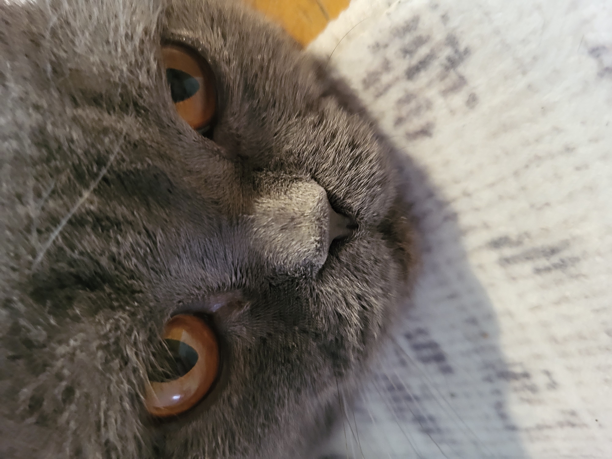 A close-up shot focuses on the face of a gray cat with amber eyes. The cat's fur is dense and fluffy, especially around its nose and cheeks. The background features a patterned surface, possibly a blanket or fabric. The location is Unknown, Unknown.