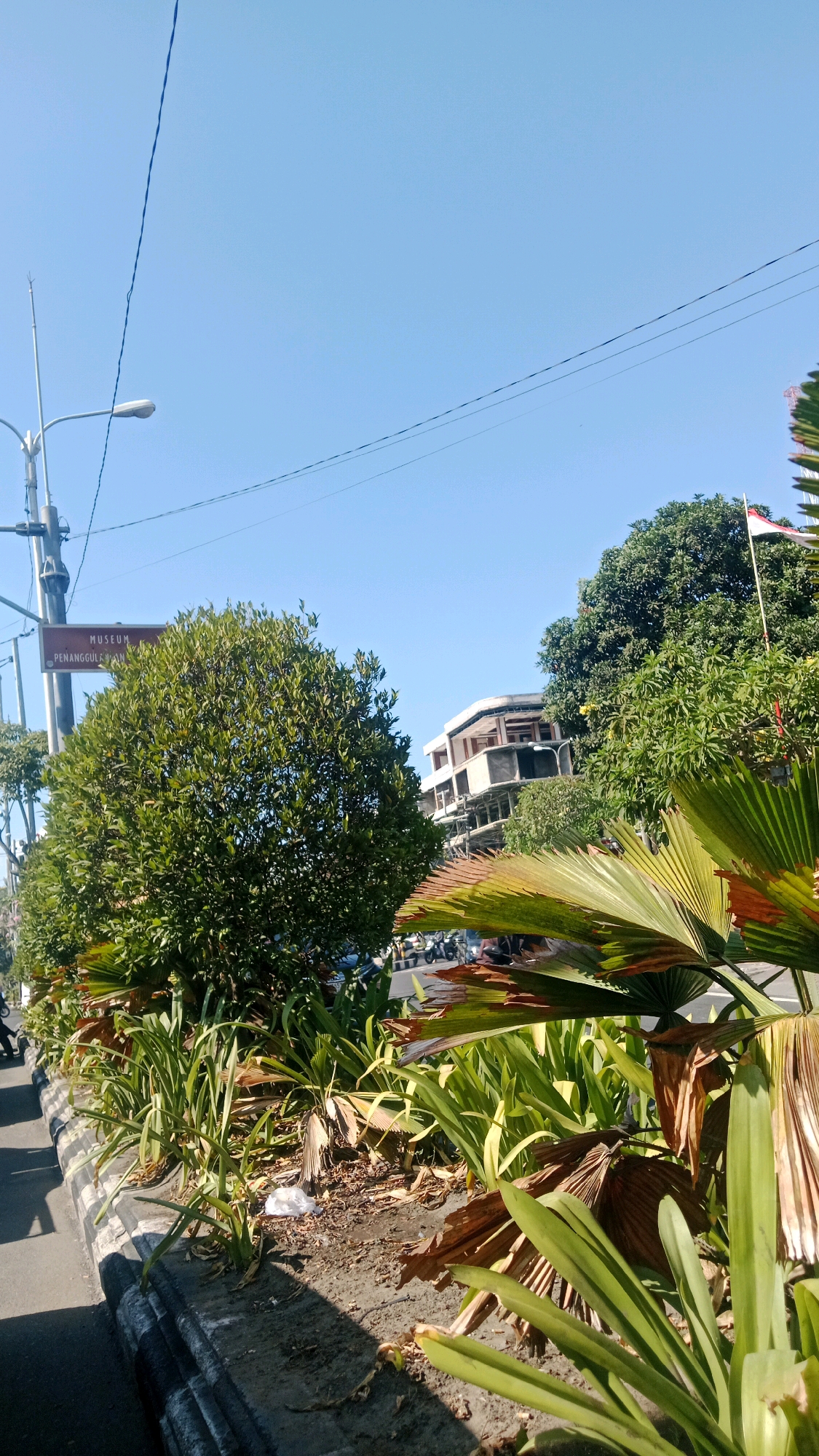 This is a low-angle, slightly tilted, eye-level shot of a streetscape in Denpasar, Indonesia, on a clear, sunny day. In the foreground, a row of green plants, some with dried fronds, are bordered by a concrete curb and a street. A white plastic bag is visible on the ground among the plants. Beyond the plants, a busy street is seen with several motorcycles and a few cars. A signpost indicating "MUSEUM PENANGGULAN" is visible to the left, with a street lamp above it. In the background, a multi-story building, possibly under construction, is partially visible behind lush green trees. A small Indonesian flag on a pole flies above the trees on the right side of the frame. The sky is a clear, bright blue.