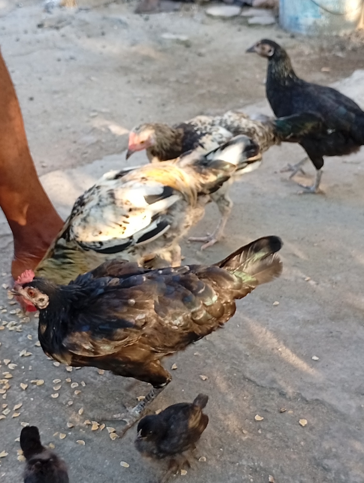 A group of chickens are scattered across a dusty ground surface in Adankolo, Nigeria. One chicken, with black and brown feathers, is in the foreground, pecking at scattered grains. To its left, a human arm and hand are visible, appearing to offer more feed. Behind the foreground chicken, several other chickens are visible, including one with black plumage standing to the right, and others with speckled brown and white feathers partially obscured. The ground is a light gray, sandy or concrete material, with scattered debris. In the background, a portion of a blue bucket is visible. The lighting suggests it is daytime.