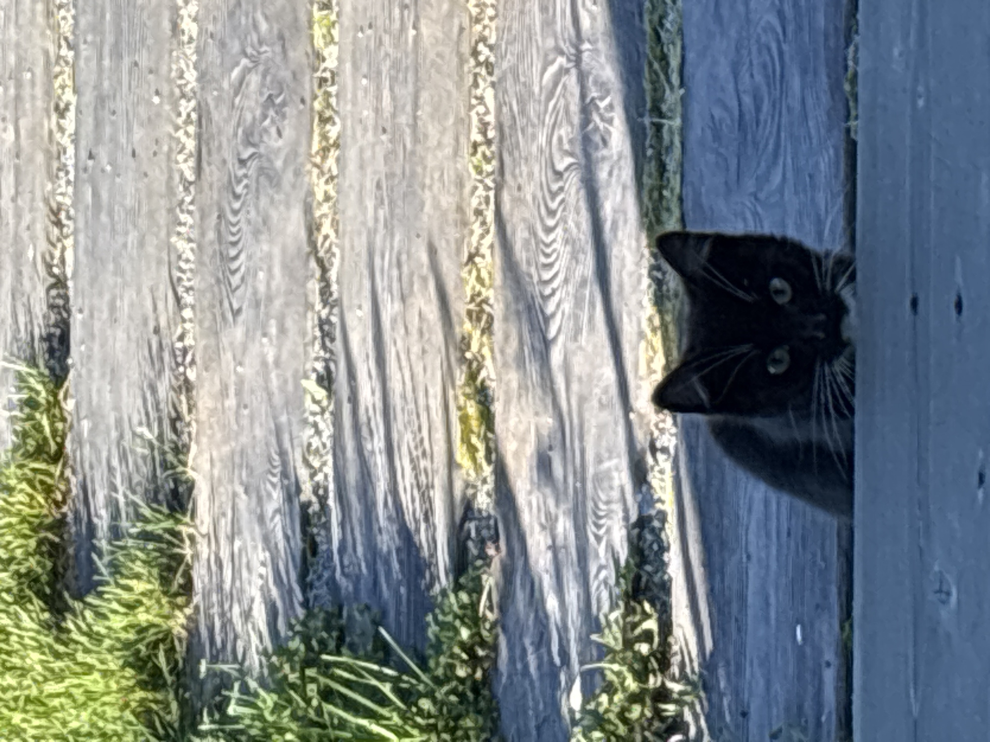 A black and white kitten is peeking over a wooden surface. The kitten's eyes are wide and green. The kitten is looking directly at the camera. The background is a wooden walkway with grass on the sides. The lighting suggests it is daytime. There is no discernible location information about the city of Zvenigorod, Russia within the image.