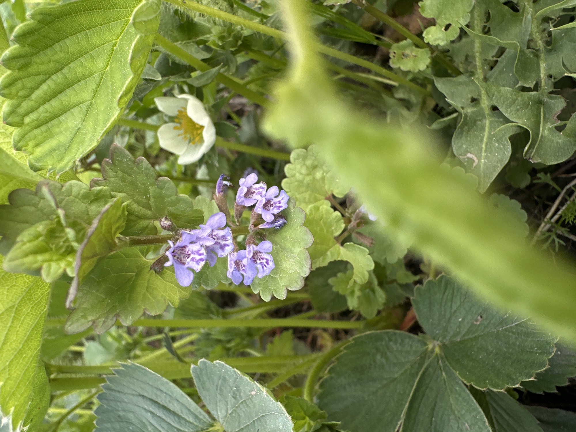 This outdoor image, likely taken in Biysk, Russia due to the prompt's reference, shows a patch of ground covered in various plants. Dominating the view are strawberry plants, identifiable by their characteristic trifoliate leaves with serrated edges. A ground ivy plant with small, scalloped leaves and clusters of purple flowers stands out prominently in the center. A single white strawberry blossom is visible in the background, adding to the density of the vegetation. The ground is littered with dry leaves and small twigs. A blurred green object obstructs part of the image.