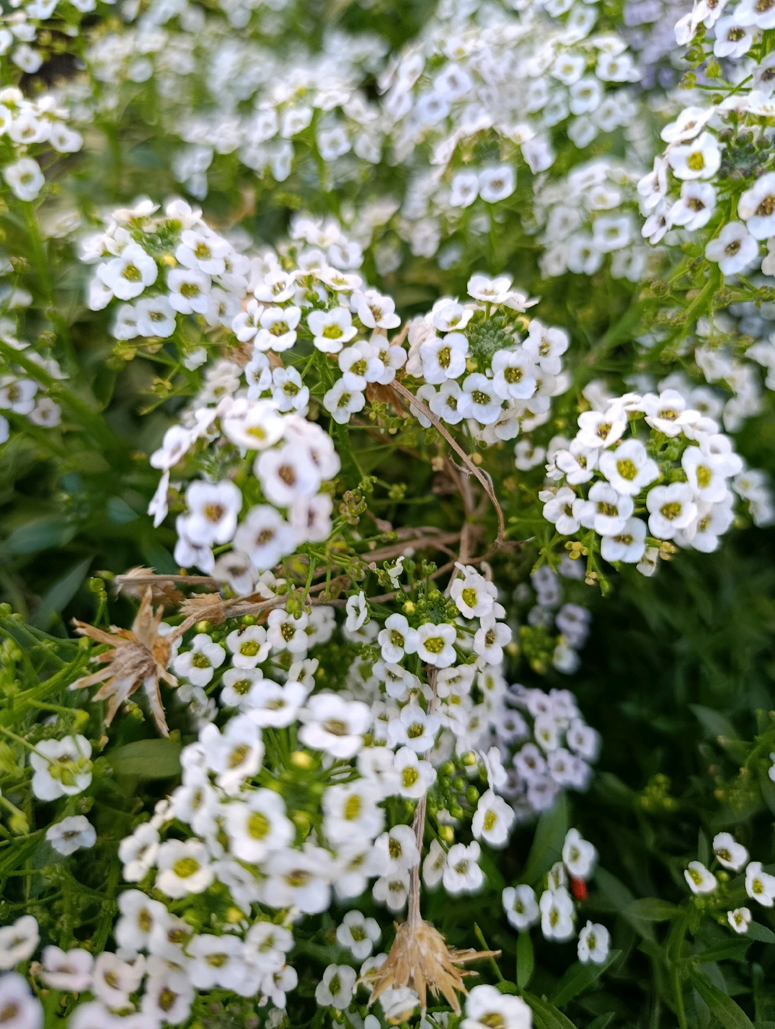 The image is a close-up, eye-level shot of a dense cluster of small white flowers with yellow centers, set against a backdrop of green foliage. The flowers are the primary subject, with many in sharp focus and others appearing blurred due to the shallow depth of field. Some dried, brown flower remnants are also visible among the blossoms. The lighting suggests it might be daytime, possibly overcast or in shade, as there are no harsh shadows. The overall impression is one of natural beauty and abundance. The image does not contain any identifiable landmarks or clues that would allow for its specific location within the city of Cherkasy, Ukraine. There are no people, animals, or specific actions depicted.