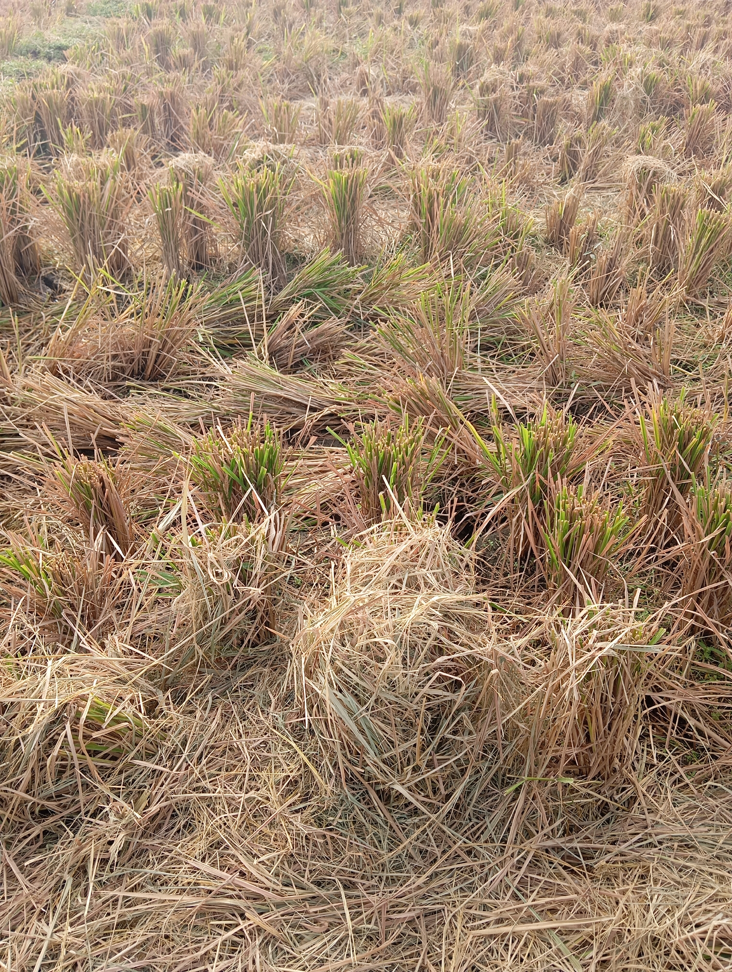 The image depicts a harvested rice field in Sokaraja, Indonesia. The ground is covered with cut rice stalks, arranged in bunches. Some of the stalks still have green shoots emerging from them, indicating regrowth or the presence of young plants. The overall scene is dry and earthy, suggesting it is a post-harvest period. The lighting indicates it is daytime, possibly overcast or late afternoon, as there are no harsh shadows. No people or animals are visible in the image. The environment is agricultural, characterized by the remnants of a cultivated crop.
