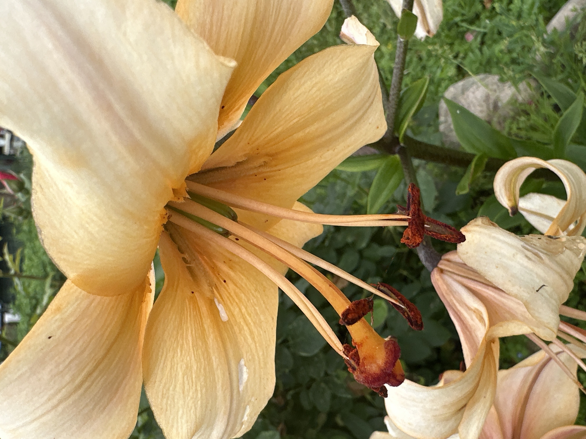 The image is a close-up, eye-level, outdoor shot of a cluster of orange lilies in Novogorbovo, Russia. The flowers are in various stages of bloom, with some fully open and others beginning to wilt. The foreground is dominated by the petals and stamens of the lilies, which are a soft orange color with hints of pink and white. The stamens are a darker orange and have reddish-brown anthers. In the background, out of focus, are green foliage and a few grey stones. The lighting suggests it is daytime, with soft, diffused light. There are no people or animals visible in the image.
