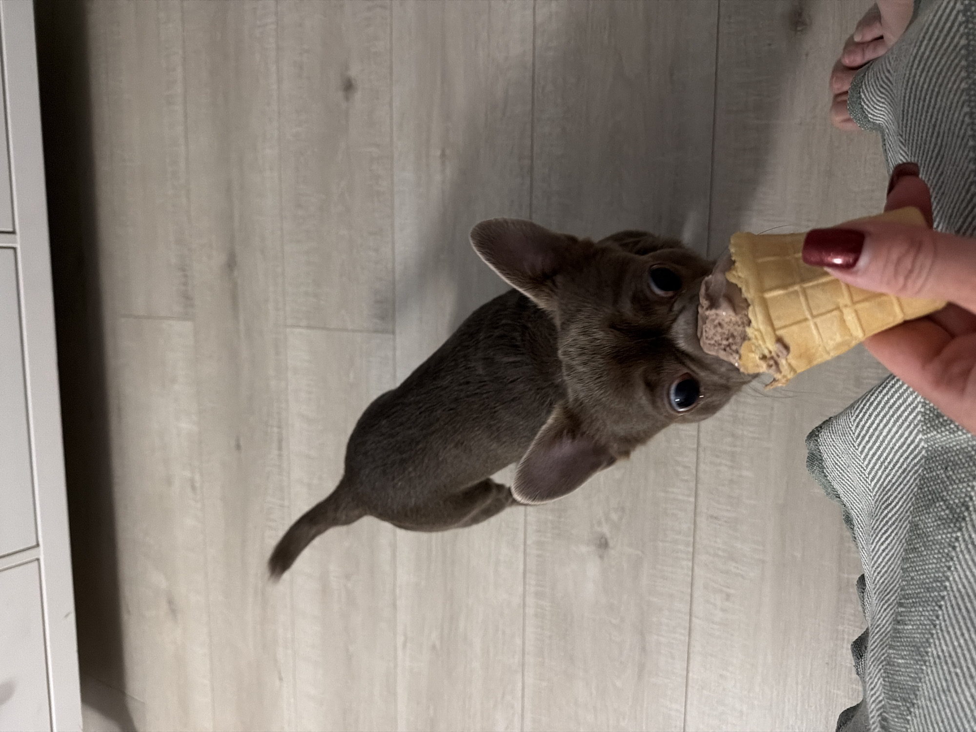 A small, gray cat is being fed an ice cream cone by a person in an indoor setting. The person's hand, adorned with dark red nail polish, holds the cone while the cat eagerly eats the ice cream. The background consists of light gray wood-look flooring and a portion of a white cabinet on the left. The scene also includes a glimpse of the person's bare feet and a gray and white striped garment. The location is unknown.