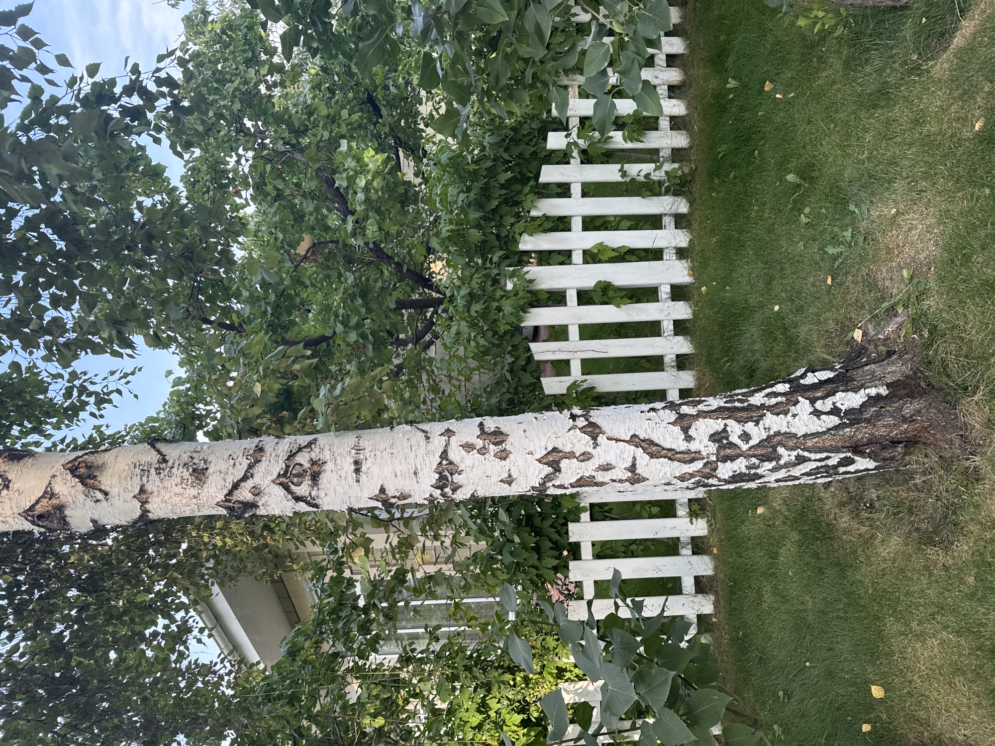 In a residential yard in Sary-Oy, Kyrgyzstan, a white picket fence runs horizontally across the mid-ground. A mature birch tree trunk, with distinctive white bark and dark markings, leans into the frame from the left foreground, its base rooted in green grass. Beyond the fence, dense green foliage of various trees and shrubs obscures most of a building with light-colored siding and a white gutter visible in the upper left quadrant. The sky above is partly cloudy. Fallen yellow leaves are scattered on the grass.