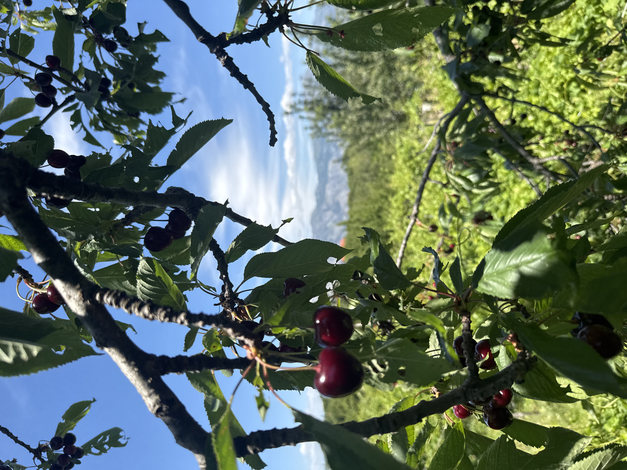 A close-up, vertical shot features a cherry tree branch laden with ripe, dark red cherries against a bright blue sky with scattered white clouds. The cherries are clustered on thin stems, with a pair of particularly prominent cherries in the foreground to the left. The branch is rough and dark, casting shadows on the surrounding vibrant green leaves. In the background, a blurred landscape unfolds, showing more foliage and a distant mountain range, hinting at an outdoor rural setting, likely within the vicinity of Bioče, Montenegro. The image is dominated by the natural elements of the cherry tree and the sky.