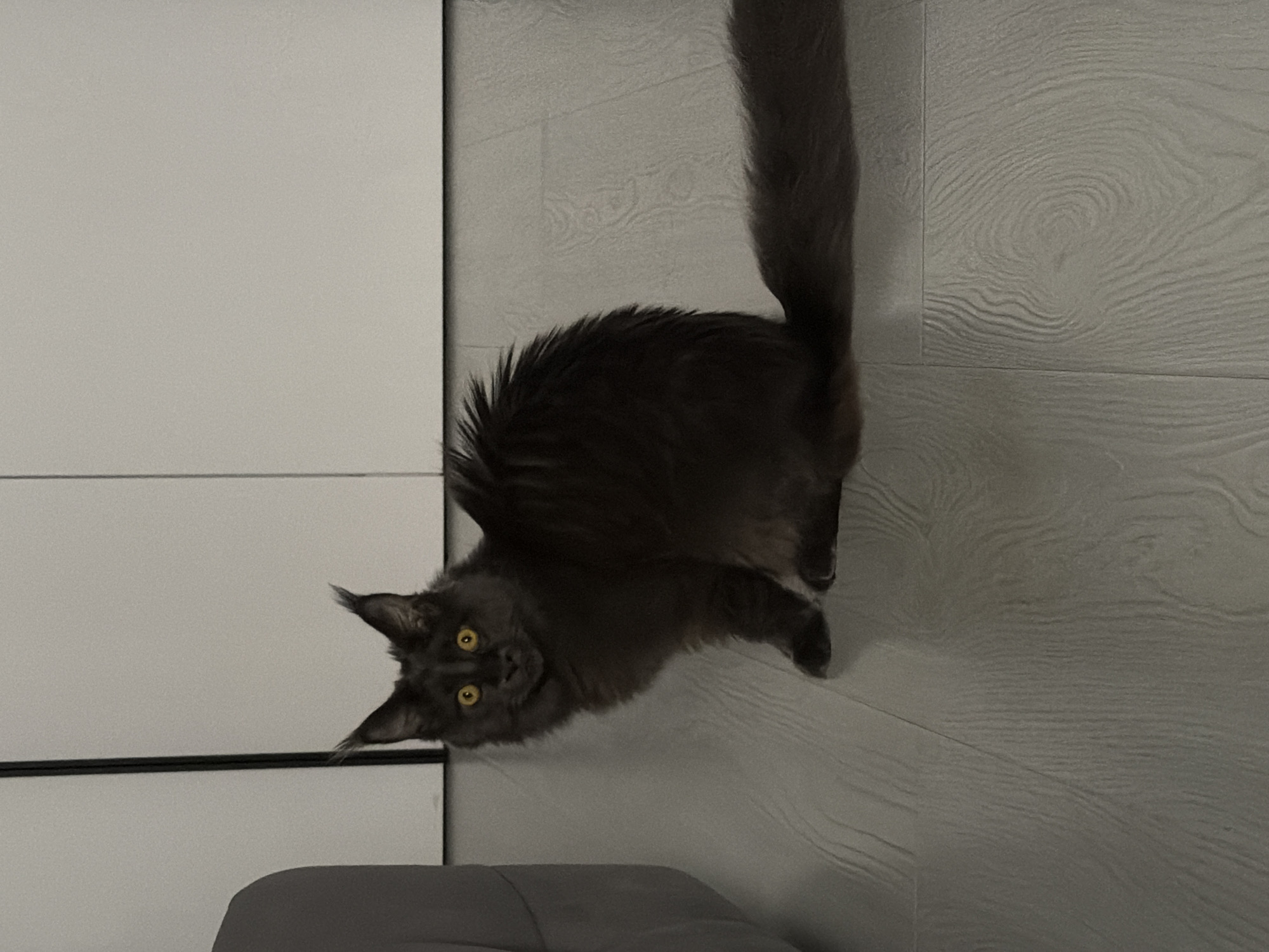 A dark gray Maine Coon cat with bright yellow eyes is sitting on a light gray wooden floor. The cat is facing the camera with its head tilted slightly. Its fur is long and fluffy, and it has prominent ear tufts. A portion of a gray upholstered sofa is visible on the left side of the image. The background consists of a plain white wall. The scene appears to be indoors, in a domestic setting, potentially a living room or hallway. There is no information about the location in Bataysk, Russia.
