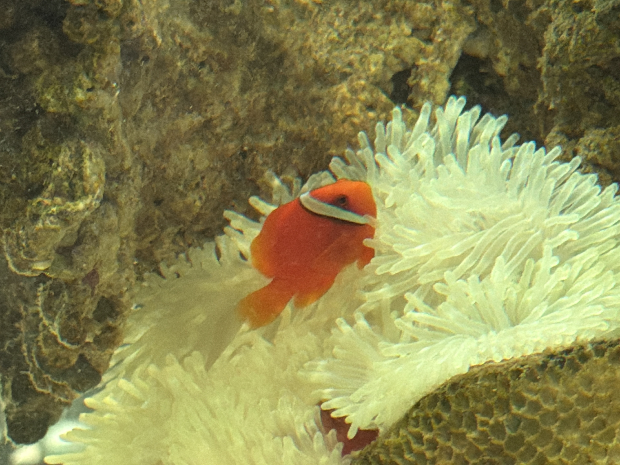 The image shows a close-up underwater view of a single, bright orange clownfish nestled within the tentacles of a pale, off-white anemone. The clownfish has a distinctive white band across its body, just behind its head, and a dark eye. The anemone's tentacles are soft and feathery, creating a textured backdrop for the fish. The background is a mottled brown and green, suggesting a rocky or coral reef environment. The lighting is consistent with an underwater setting, with some diffuse light illuminating the subjects. There is no identifiable location in Nha Trang, Vietnam provided in the image.