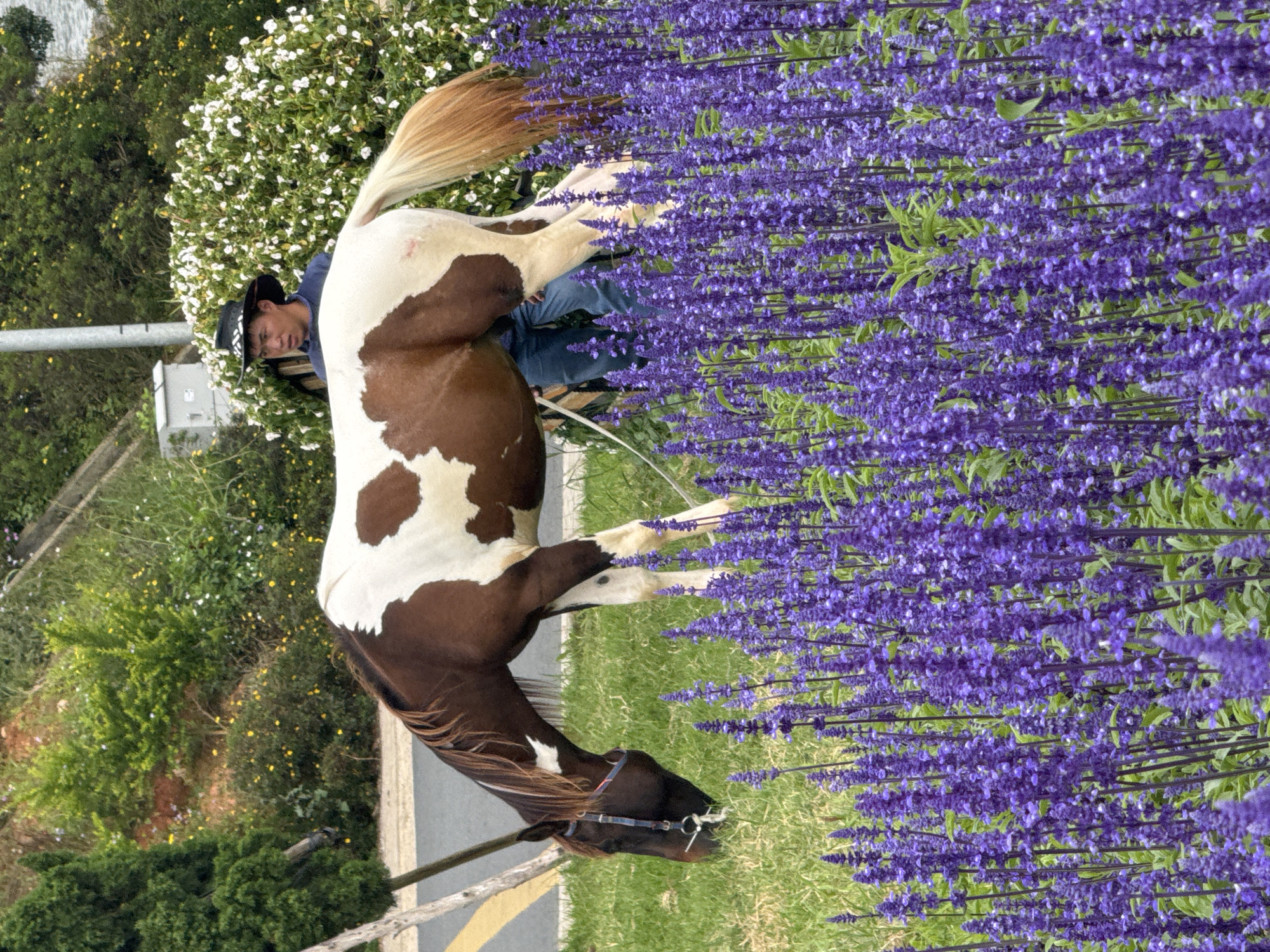 A brown and white pinto horse grazes in a grassy area filled with blooming purple lavender flowers, positioned in the foreground. The horse is leashed and appears to be a riding horse. In the background, a young man wearing a cowboy hat and blue shirt stands next to the horse. Behind him, a dense bush of white flowers forms a natural archway. The scene is set in a landscape with a paved road to the left, a sloped hill with green trees and scattered yellow flowers, and a body of water visible in the far distance. This picturesque scene suggests a location in Da Lat, Vietnam, known for its floral displays and recreational activities.