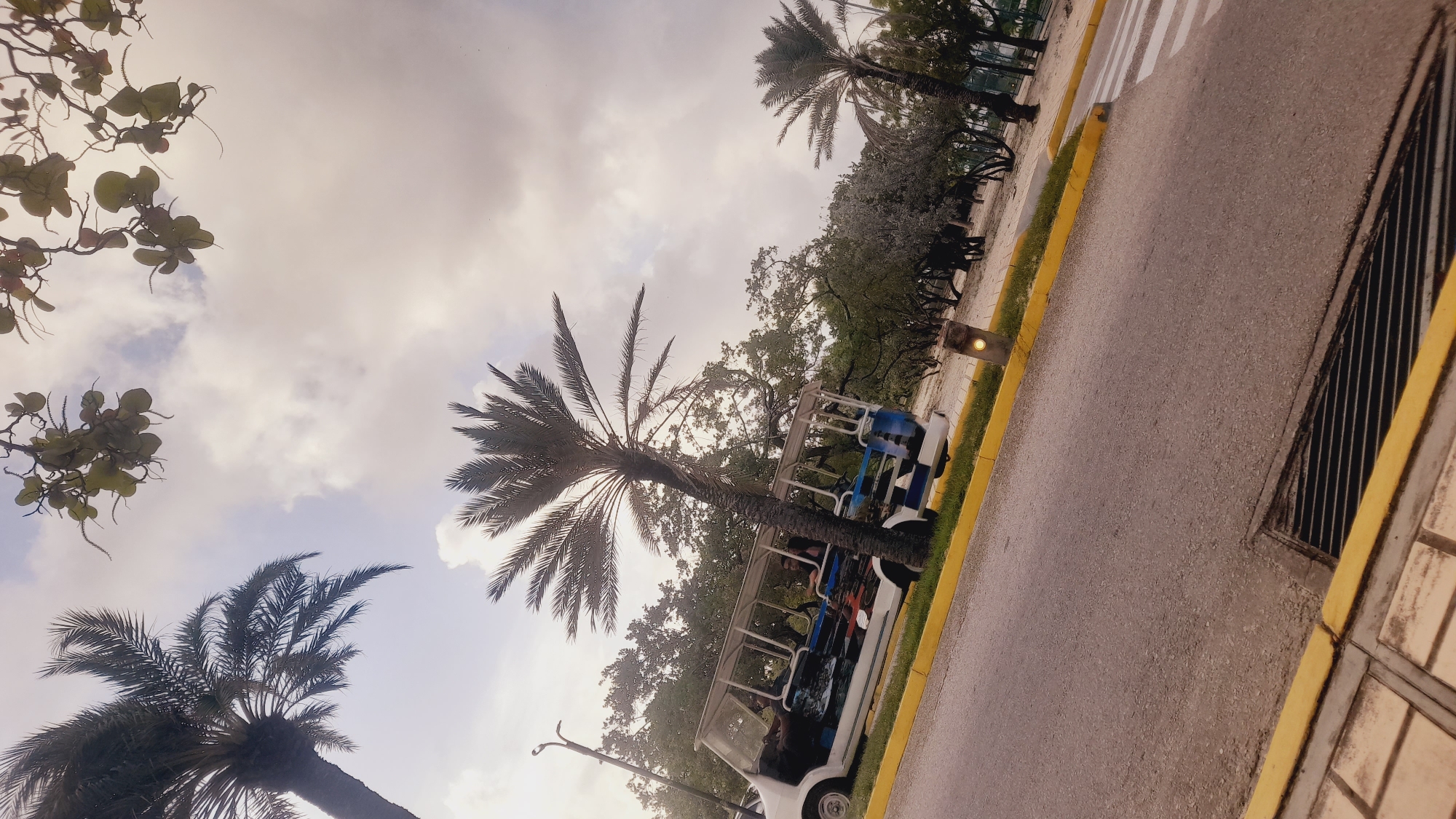 In the city of Pedro González, Venezuela, a view captures an open-air shuttle bus on a paved road beside a pedestrian crossing. The bus, decorated with colorful graphics, contains several passengers. Two palm trees stand prominently in the foreground, with one larger than the other, their fronds reaching towards a cloudy sky. Behind the bus, a line of trees creates a dense backdrop, and the ground appears to be sandy. A street lamp is visible on the left side of the frame. The overall lighting suggests it is daytime, possibly late afternoon, given the overcast conditions.
