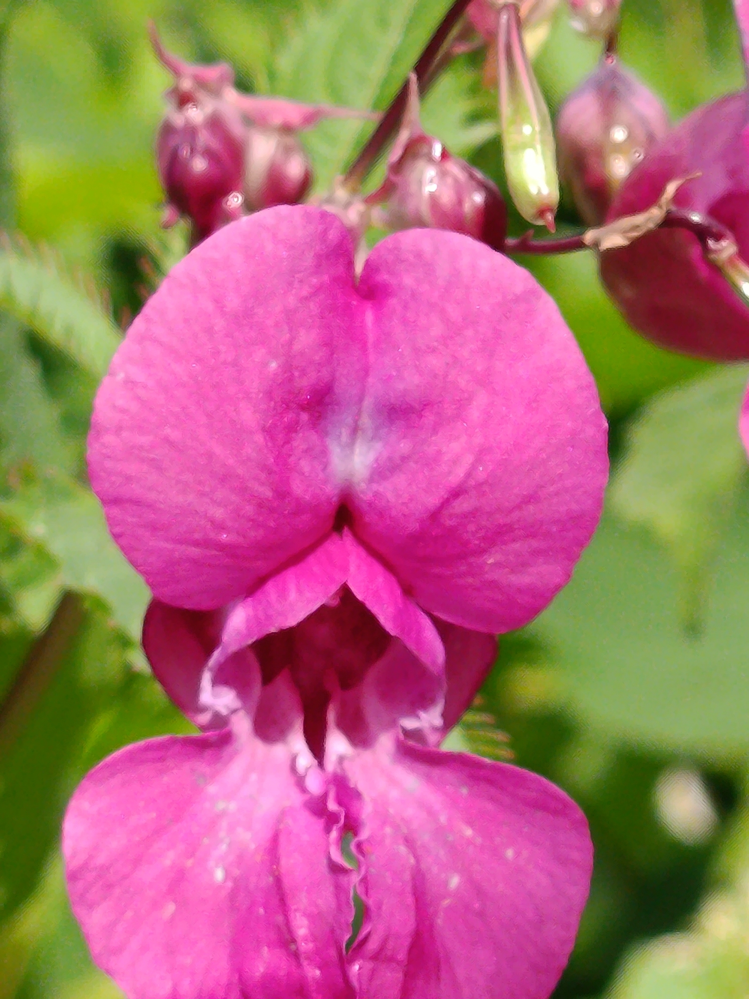 A close-up, slightly blurry photograph captures a cluster of vibrant pink flowers. The focus is on the lower portion of a large, ornate bloom, showcasing its delicate petals and intricate inner structure. Above and behind this prominent flower, several smaller buds and developing seed pods are visible, hinting at the plant's reproductive cycle. The background consists of soft, out-of-focus green foliage, suggesting a natural, outdoor setting. There is no indication of any specific location within the city of Верея, Russia. The image does not contain any people or any actions or interactions.