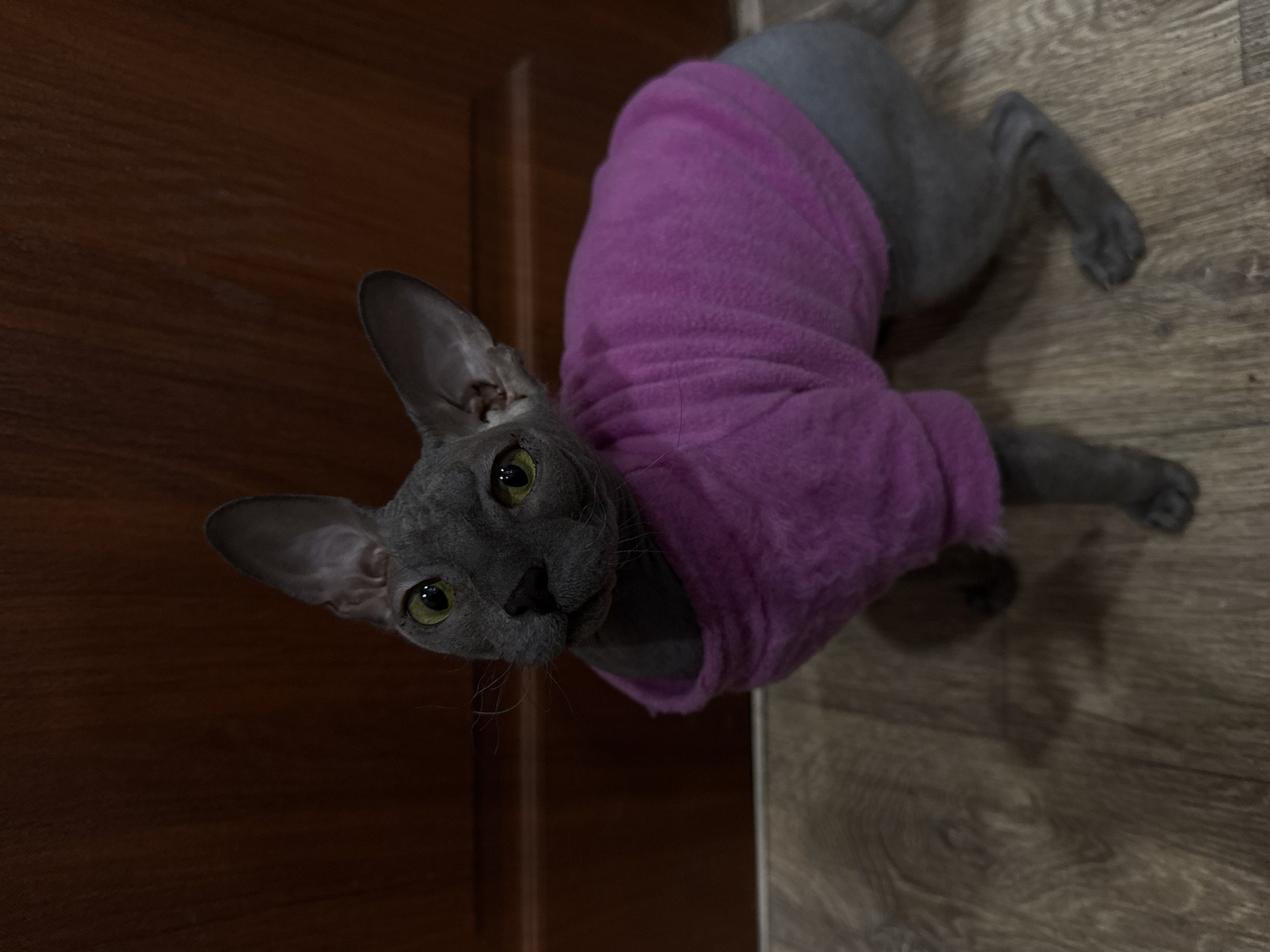 A gray, hairless cat wearing a purple sweater lies on a laminate floor with a wood-grain pattern. The cat is positioned near a dark brown wooden door. The cat's head is tilted towards the camera, with its large, pointed ears visible. Its eyes are yellow-green. The location in Votkinsk, Russia, cannot be determined from the image.