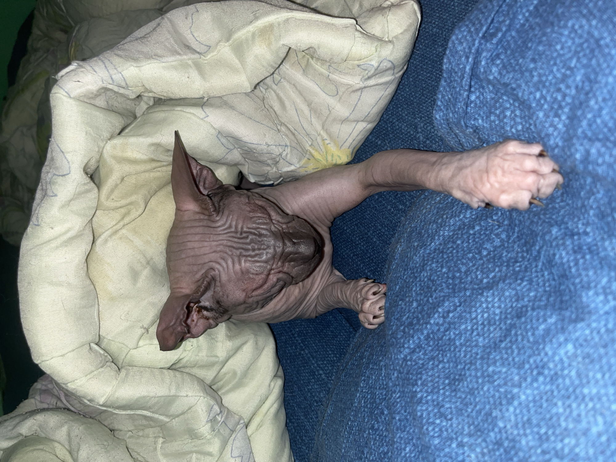 A hairless Sphynx cat lies mostly covered by a white blanket with a blue floral pattern. The cat's head is partially obscured by the blanket. One arm is extended onto a blue, textured surface that appears to be a couch or chair. The cat has visible wrinkles on its skin. The location in the city of Nizhny Tagil, Russia is not discernible from the image.