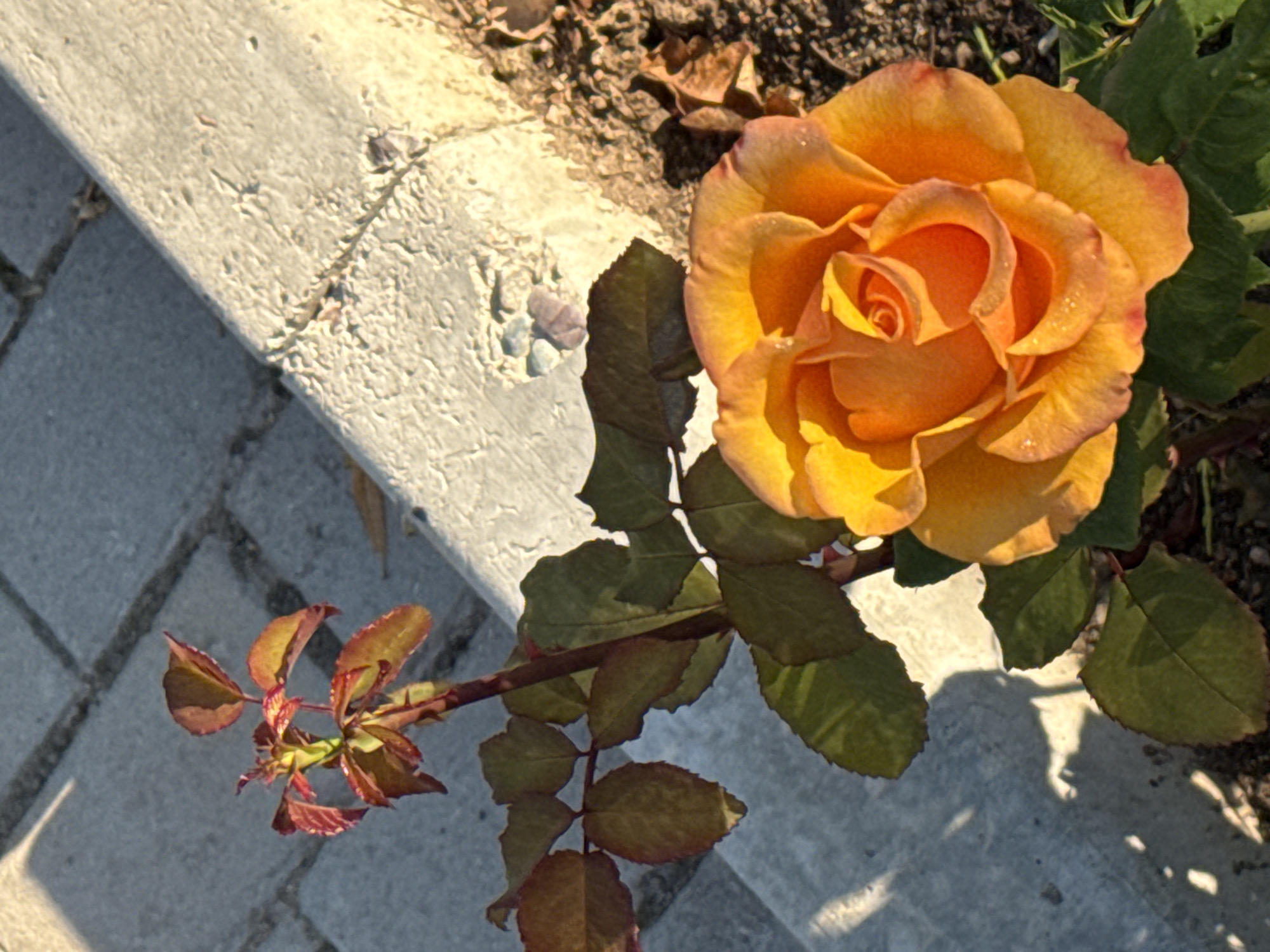 An orange rose with multiple petals is in full bloom. The rose has a thick stem with green leaves and some new growth at the top which is reddish in color. The rose is situated in a garden area with a stone walkway and dirt. The lighting suggests it is daytime and possibly morning or late afternoon due to the long shadows. The location is Sary-Oy, Kyrgyzstan.
