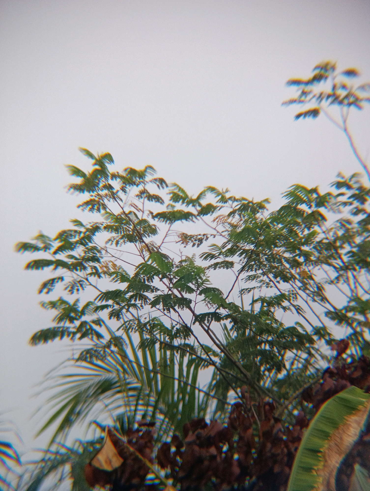 The image depicts a close-up view of tree branches with green leaves against a muted, overcast sky. The lighting is soft and diffused, suggesting a cloudy day. There are no people or animals visible in the frame. The foliage is dense in some areas, with delicate, feathery leaves on the main branches. In the lower portion of the image, there are hints of other vegetation, including broader leaves that appear to be from a palm-like plant and some brown, dried material, possibly fallen leaves or seed pods. The image has a slightly blurred and distorted quality, with noticeable chromatic aberration, giving it a dreamy or artistic effect. The overall impression is one of a natural outdoor scene, possibly a park or garden within the city of Pematang Jaya, Indonesia.