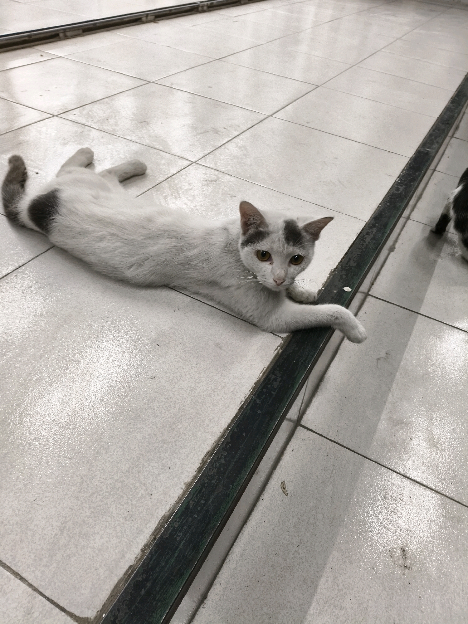 A white cat with grey markings is lying on a tiled floor. The cat is positioned lengthwise, with its head facing the camera. Its left front paw is extended and resting on a dark green metal strip that runs across the floor. The cat's eyes are open and it appears to be looking at the camera. The floor is made of light-colored square tiles, and the metal strip has a textured surface. The background shows more tiled floor and a hint of another cat on the right. The lighting suggests an indoor environment, possibly a covered walkway or an area with a prominent threshold. The overall scene is static and domestic. This image was taken in Kartasura, Indonesia.