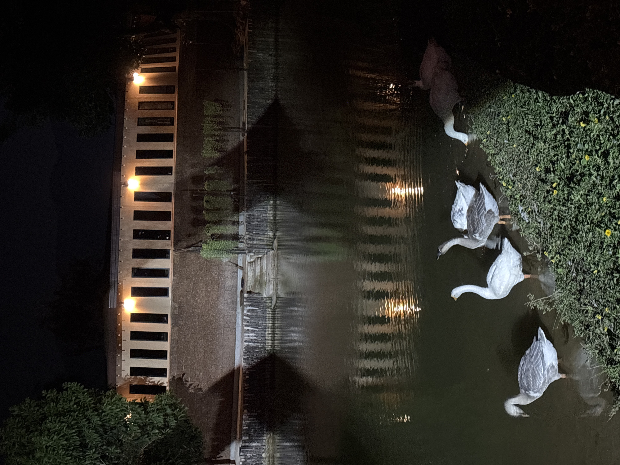 This nighttime image, taken in Choeng Thale, Thailand, depicts a serene waterside scene featuring a wooden walkway, a calm body of water, and several geese.
On the left side of the frame, a light-colored wooden walkway, possibly a pier or elevated path, extends along the water's edge. It is illuminated by multiple bright, warm lights embedded within its structure, creating a linear pattern of glowing rectangles. The walkway itself appears to have dark, rectangular sections or gaps.
Adjacent to the walkway lies a still body of dark water, likely a canal or pond. The water clearly reflects the embedded lights from the walkway, as well as fainter, abstract reflections from other structures or foliage on the opposite bank, indicating a calm surface.
On the right side of the water, a dense, verdant bank is covered in lush green foliage, interspersed with small yellow flowers, adding a touch of natural color to the dark scene.
Four geese are visible in and around the water. Three prominent white or light-grey geese are in the foreground. One goose is partially standing on the grassy bank, its long neck extended downwards towards the water. Another two geese are in the water, their heads also submerged or close to the surface, suggesting they are feeding or drinking. A fourth goose is less distinctly visible, appearing further back in the water or partially submerged.
The artificial lights provide the primary illumination, casting reflections that ripple slightly on the water. The overall ambiance is peaceful and quiet, characteristic of a tranquil night scene. No people are visible, and there is no discernible text in the image.