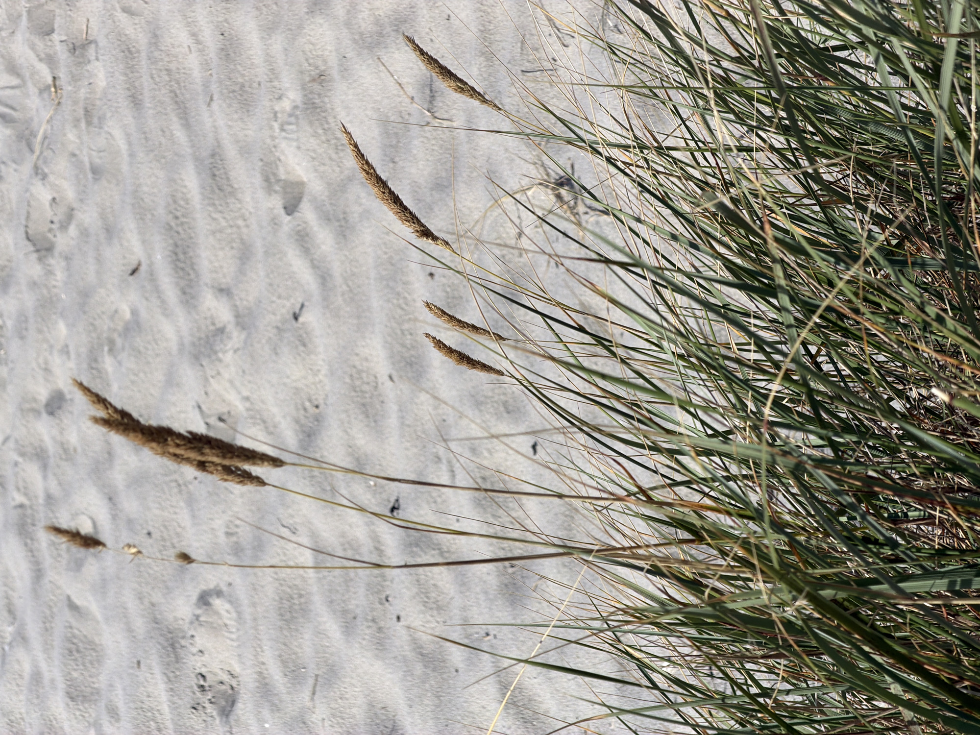 The image shows a close-up view of dry grass stalks with seed heads against a sandy background. The sand appears to be on a beach, with subtle wave-like patterns formed by wind or water. The grass is a mixture of green and dry, brown stalks. Some stalks are tall and slender, while others are shorter and more bushy. The seed heads are elongated and textured, indicating they are past their blooming stage. The lighting suggests it is daytime, with soft shadows. The location is identified as Baltiysk, Russia. There are no people or animals visible in the frame.