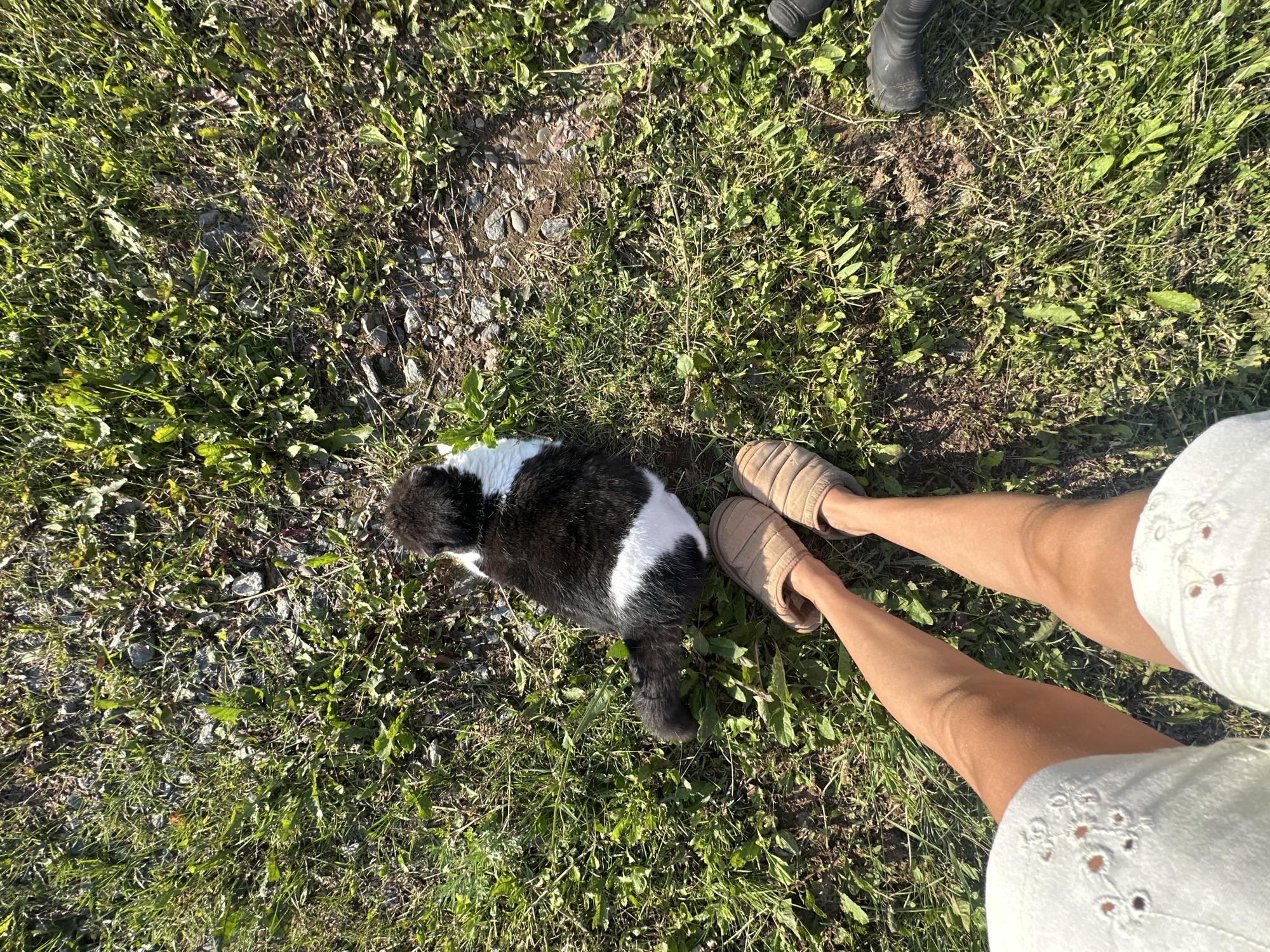 This is a top-down, medium shot of a person and a cat on a grassy area. The person is wearing white shorts with eyelet detailing and tan slippers. Their legs are visible from the knees down. A black and white cat is lying in the grass to the left of the person. The ground is covered in green grass and scattered rocks, suggesting an outdoor, potentially rural or park-like setting. The lighting indicates it is daytime, with sunlight casting shadows. There are no visible text elements in the image. The overall mood appears relaxed and casual.