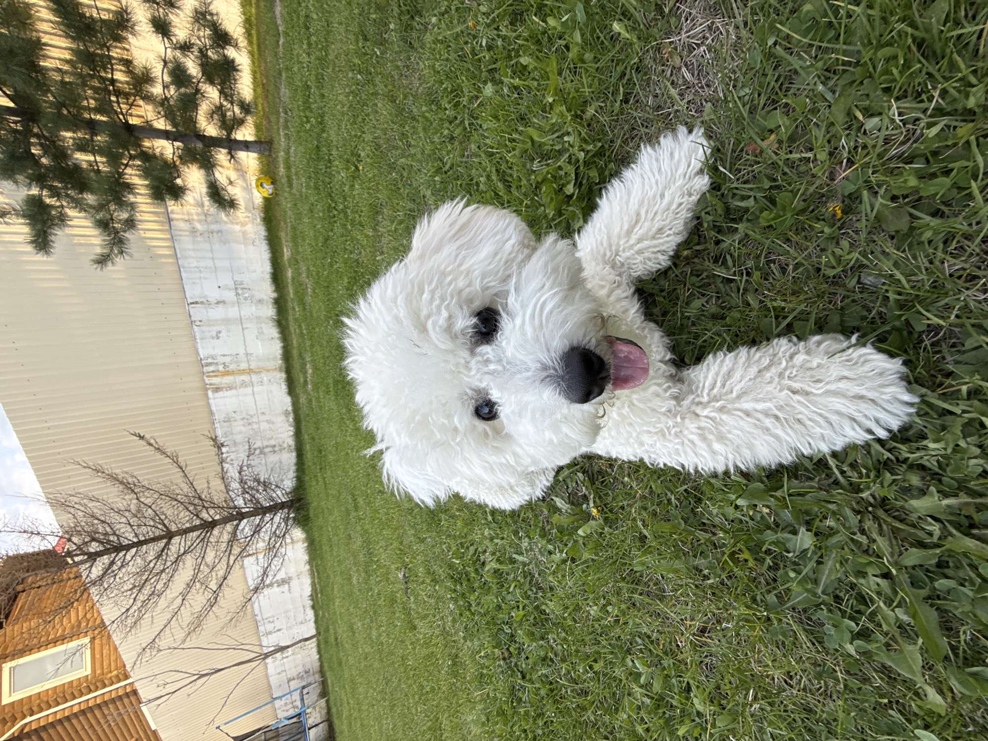 A white, fluffy dog is lying on green grass in a yard. The dog has its tongue slightly out. In the background, there's a light-colored building, a tree, and part of a house with brown paneling. The location appears to be a yard or garden in a residential area, possibly Dzerzhinsk, Russia, given the prompt.