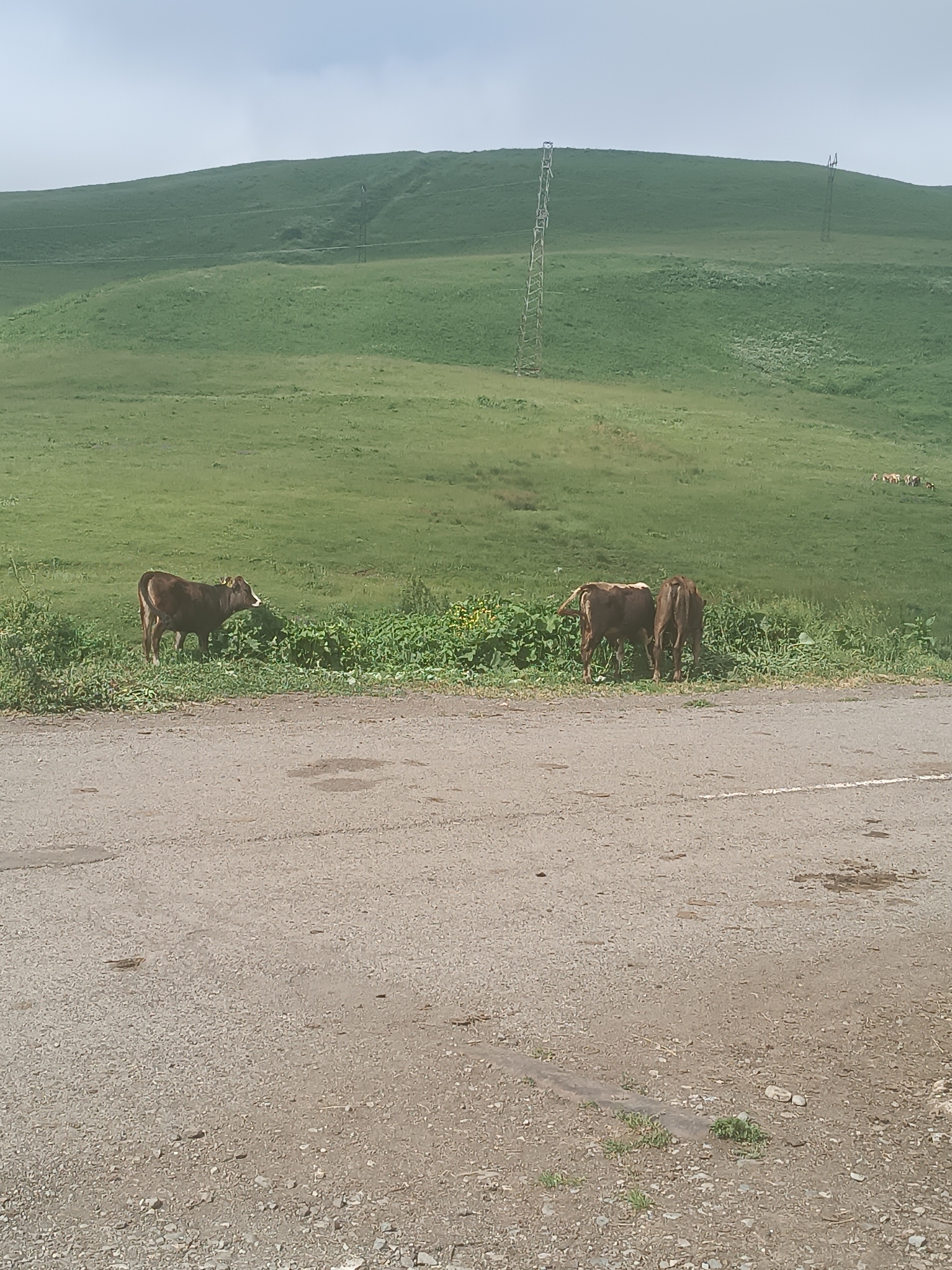The image depicts a rural landscape with rolling green hills under a cloudy sky. In the foreground, a paved road or dirt track is visible, with gravel and some patches of grass and mud. On the left side of the road, a single brown cow stands grazing in a patch of green vegetation. Further to the right, two more brown cows are gathered, also in the vegetation along the roadside. In the background, the green hills are dotted with some scattered trees or bushes, and two tall metal electricity pylons stand on the slope of the furthest hill. In the far distance on the right, a small herd of animals, possibly more cattle, can be seen grazing on the hillside. The overall scene suggests a pastoral setting in the countryside, possibly near Semyonovka, Armenia, given the context provided.